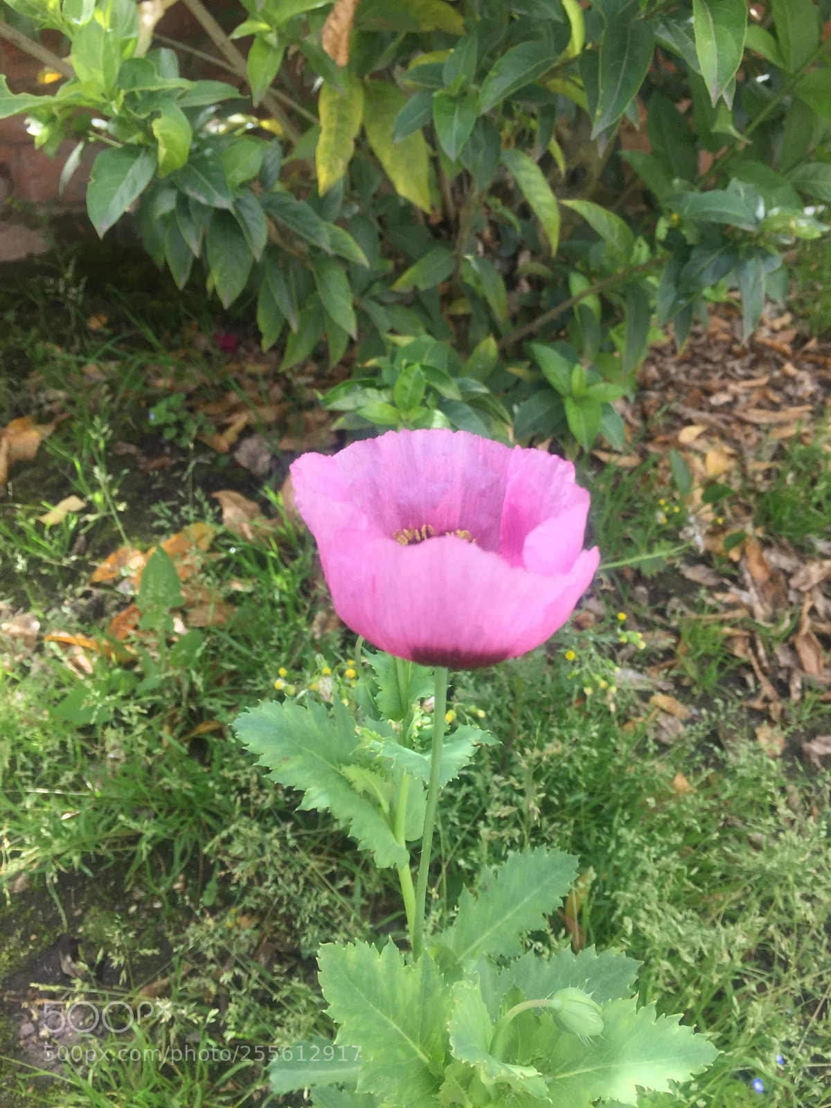 Apple iPhone 6 sample photo. Amapola, lindisima amapola, como photography