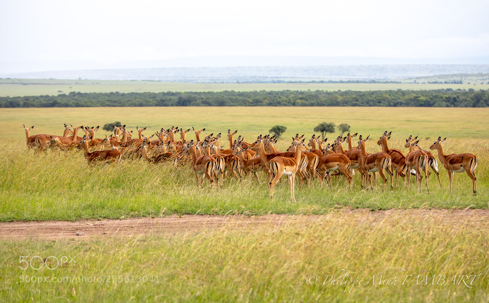 Canon EOS 5D Mark IV sample photo. Female impala at masai photography
