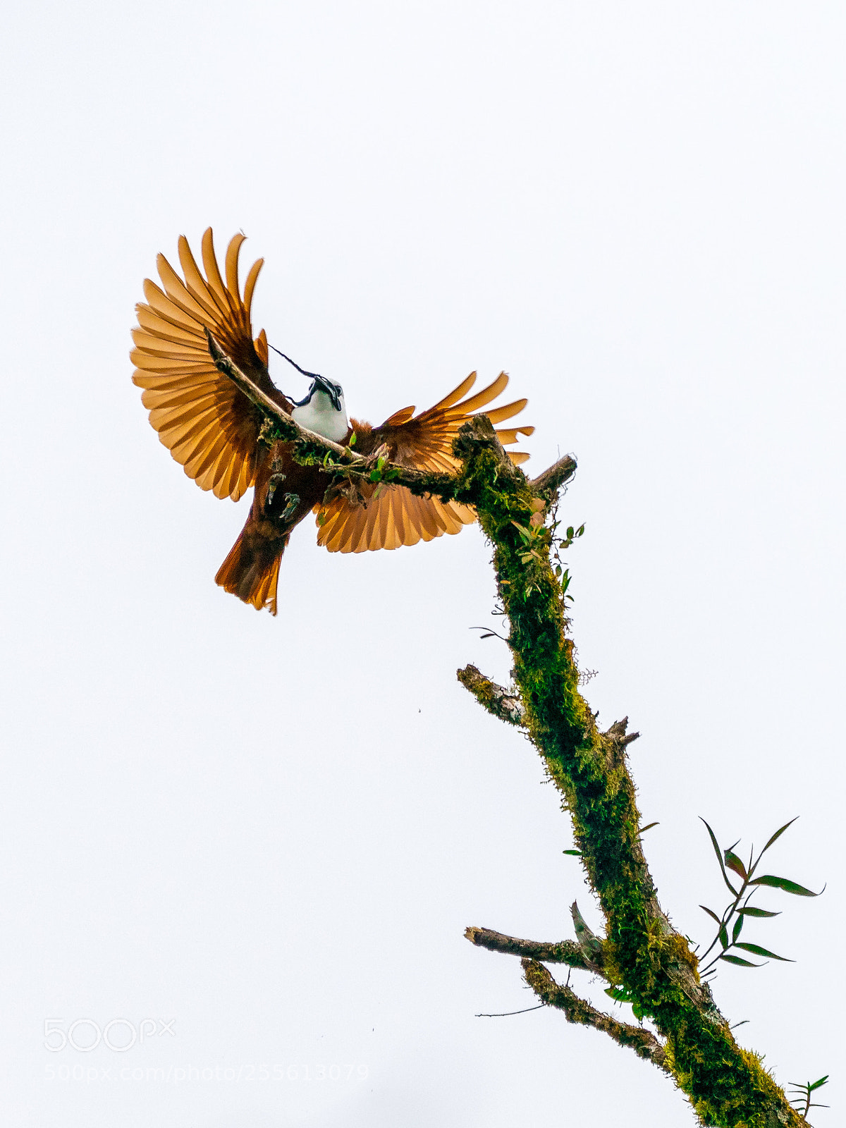 Sony a9 sample photo. The amazing three-wattled bellbird photography
