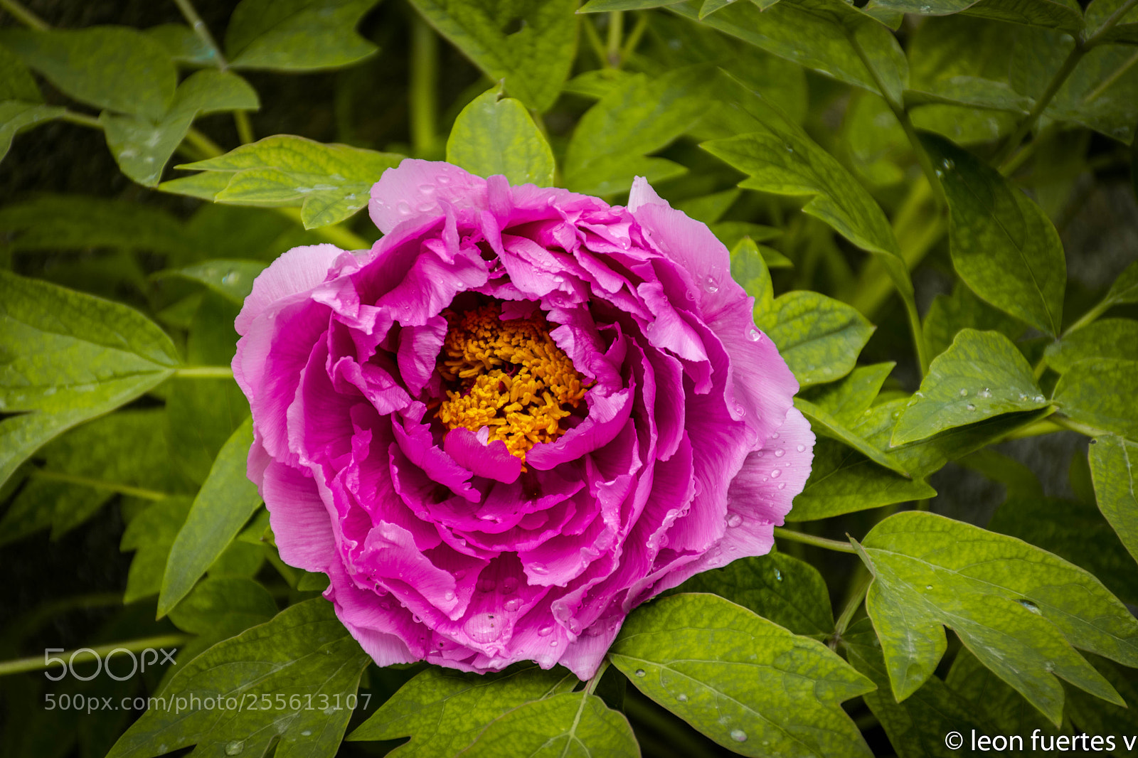 Nikon D7500 sample photo. Flor photography