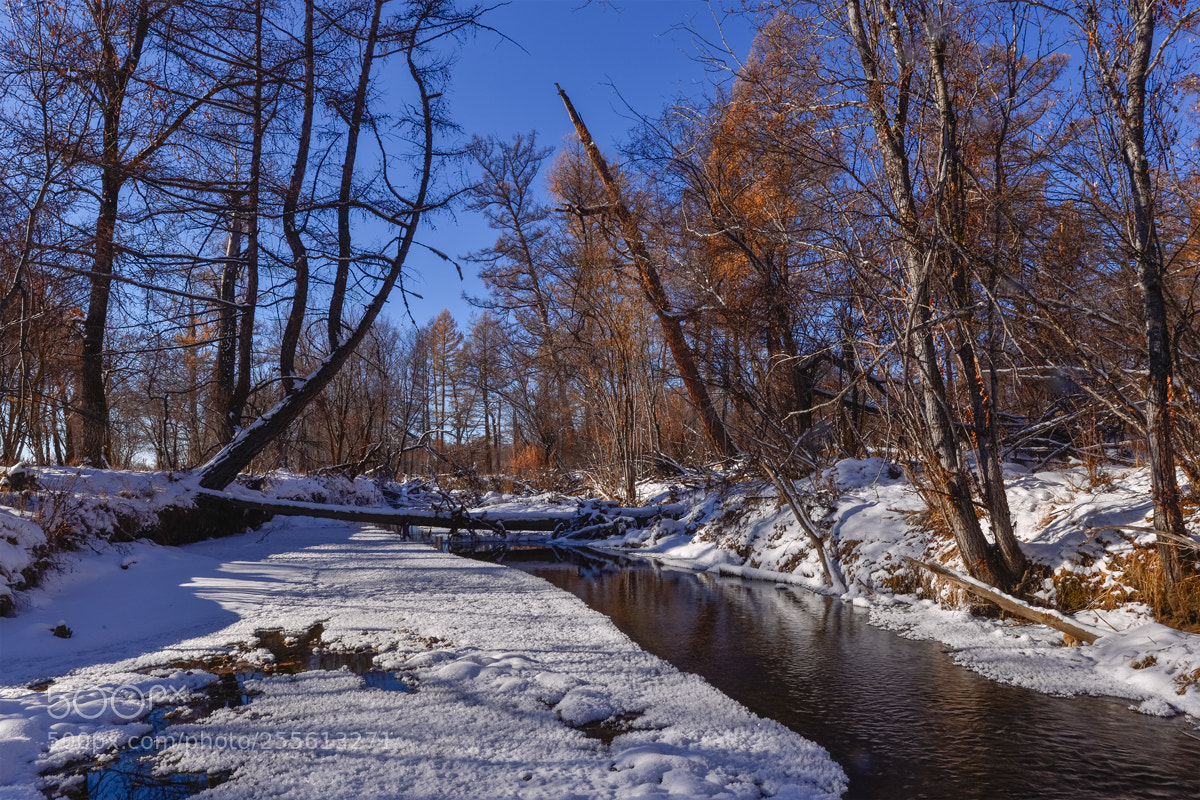 Nikon D800 sample photo. Winter photography