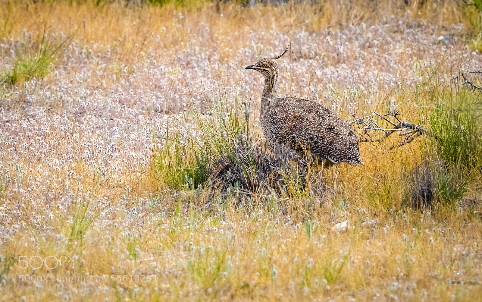 Olympus OM-D E-M1 sample photo. Elegant crested tinamou photography
