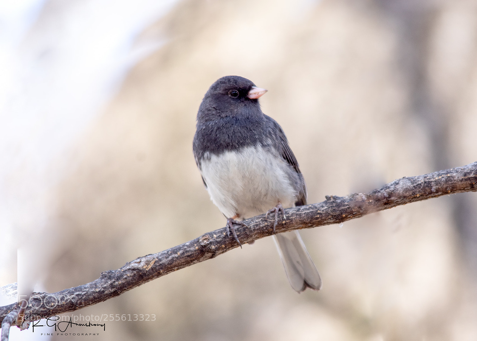 Pentax K-3 II sample photo. Slate colored junco photography