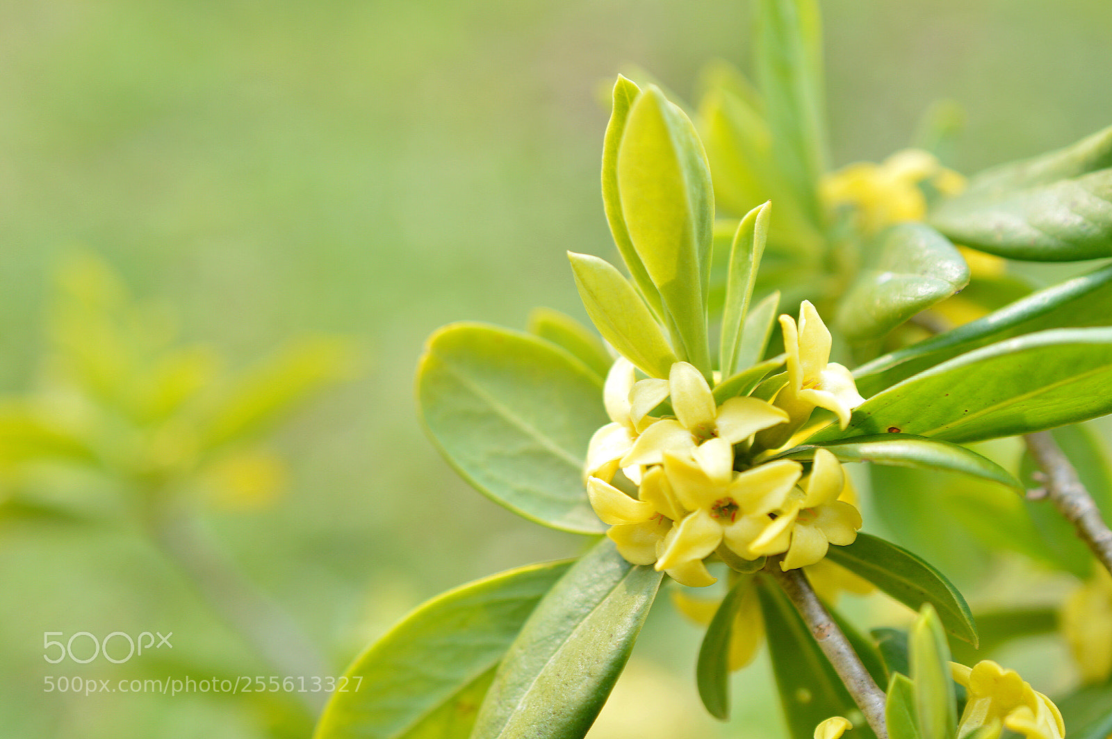 Nikon D3200 sample photo. Spring happy yellow❀ ❀  photography