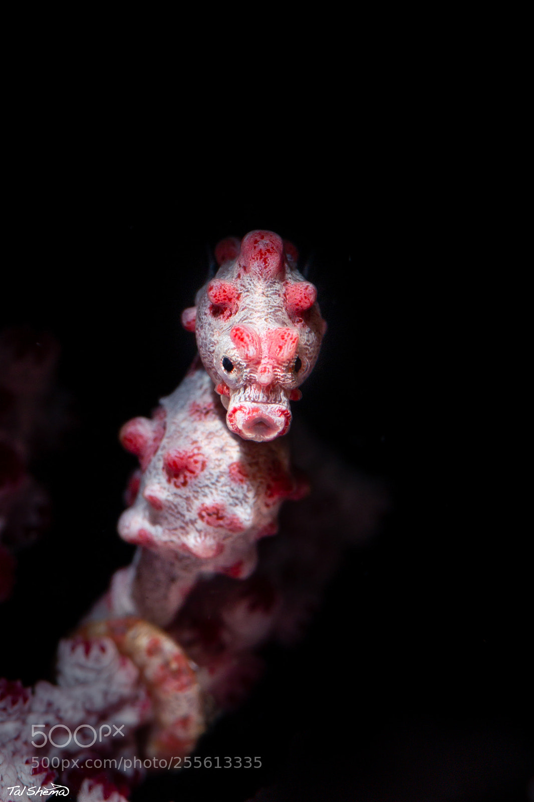 Canon EOS 6D sample photo. Pygmy seahorse photography