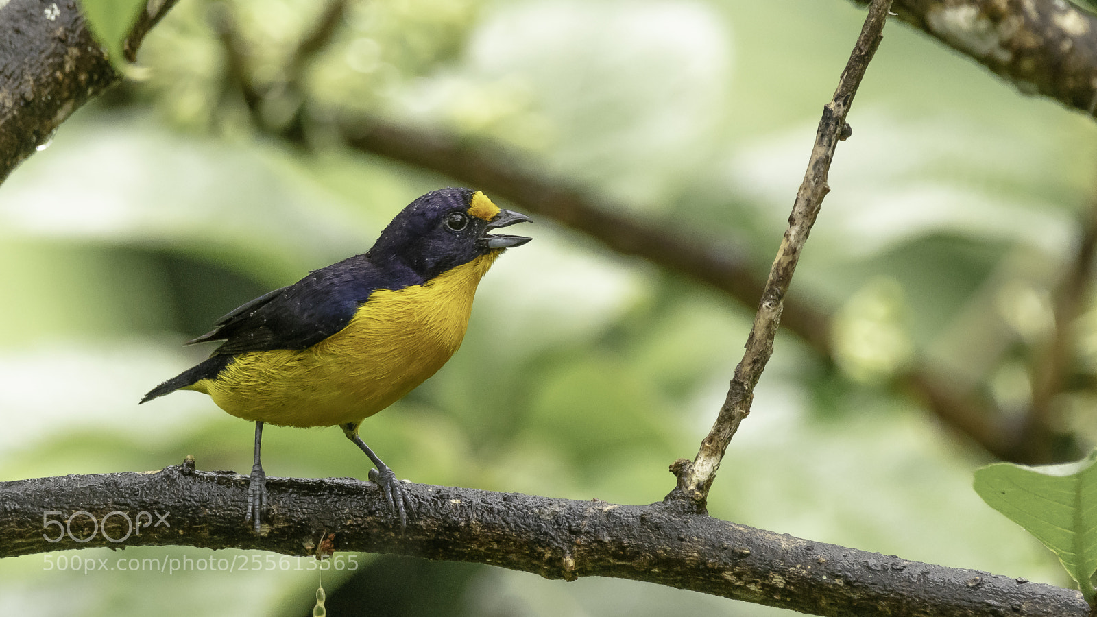 Canon EOS 5DS sample photo. Violaceous euphonia photography