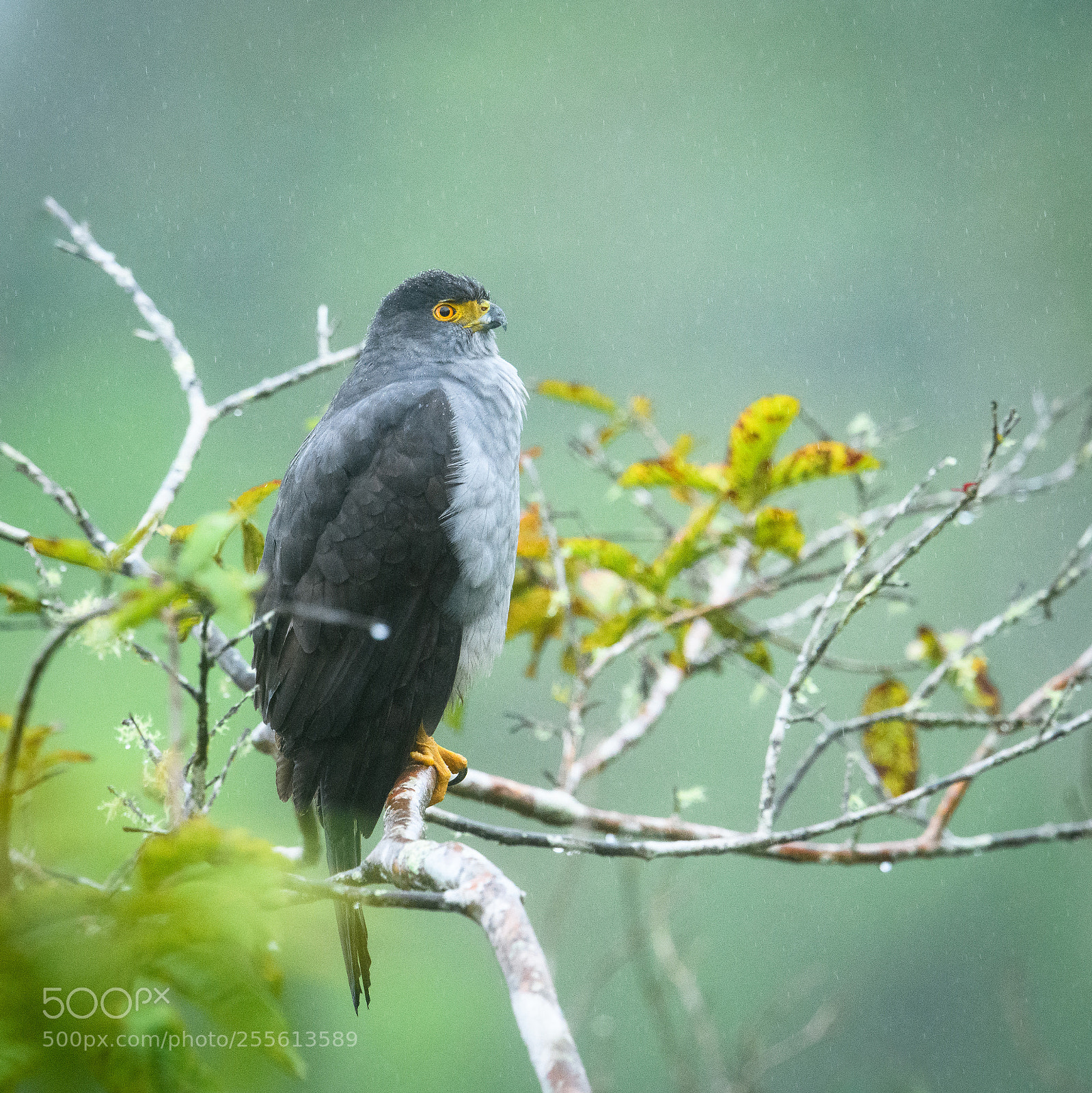 Nikon D850 sample photo. Bicolored hawk in the photography