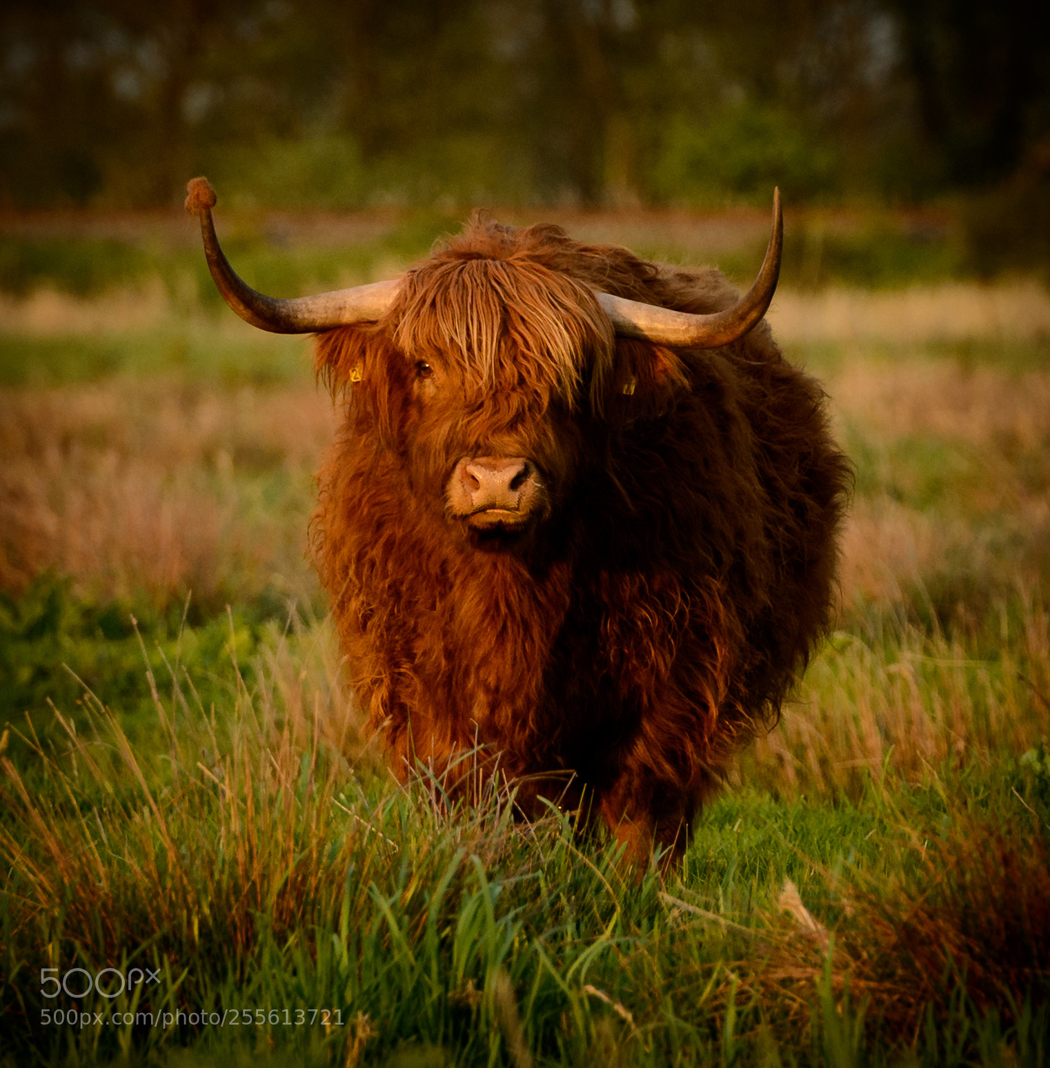 Nikon D800E sample photo. Highland cow photography