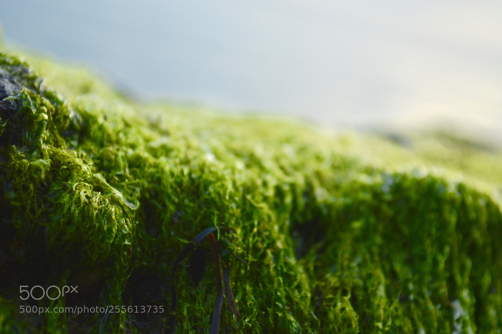 Nikon D3200 sample photo. Algae i photography
