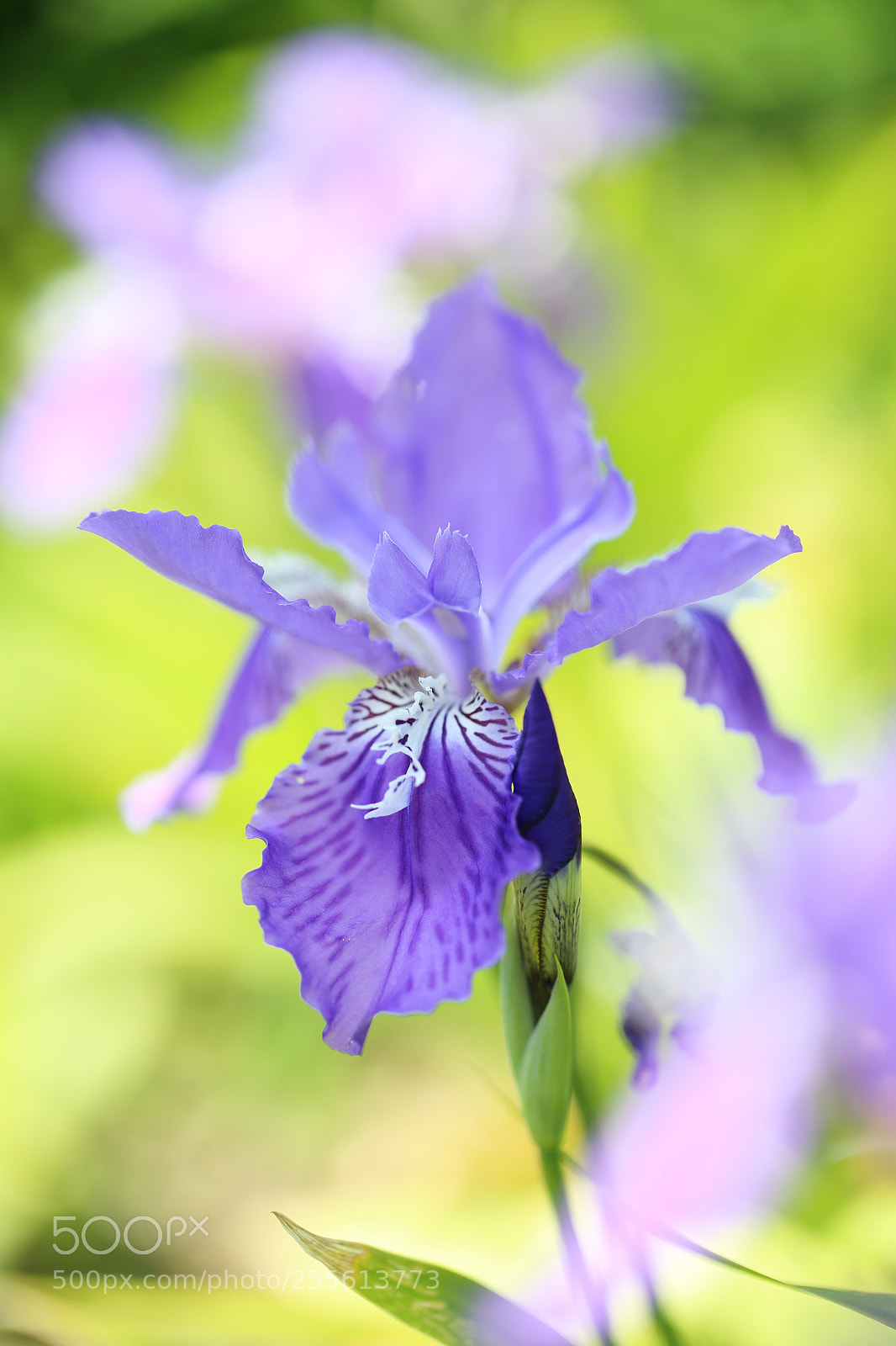 Canon EOS 6D sample photo. Iris photography