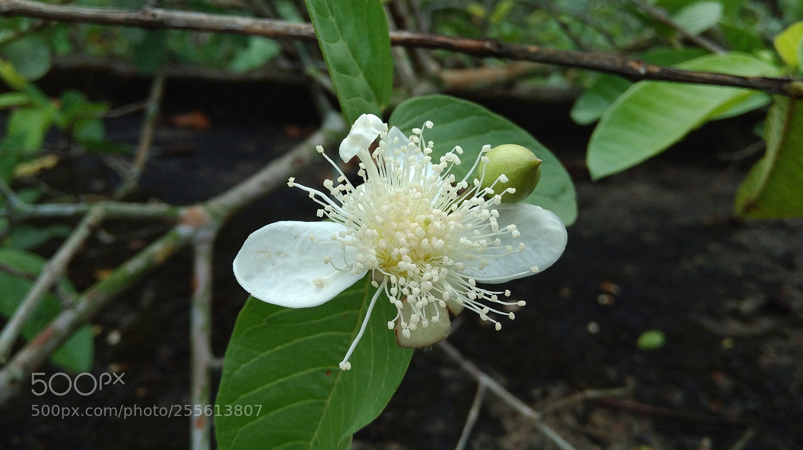 Xiaomi Redmi 4 Pro sample photo. Guava flower photography