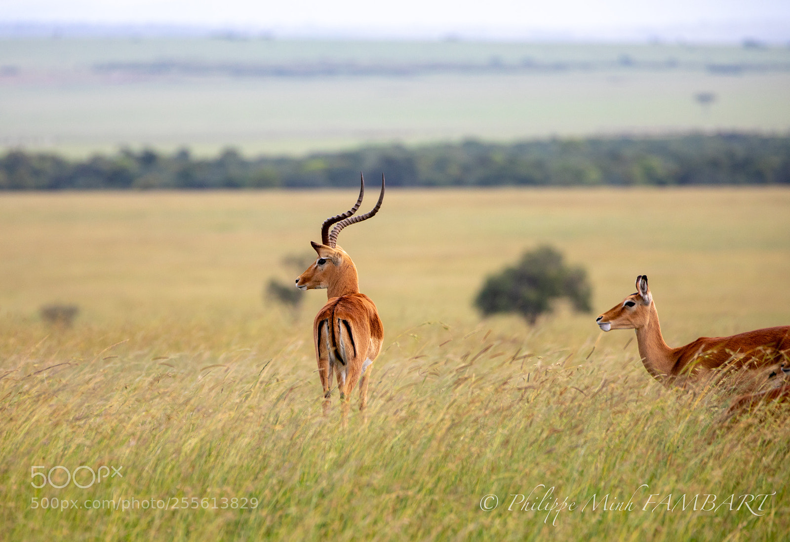 Canon EOS 5D Mark IV sample photo. Boy protecting female impala photography