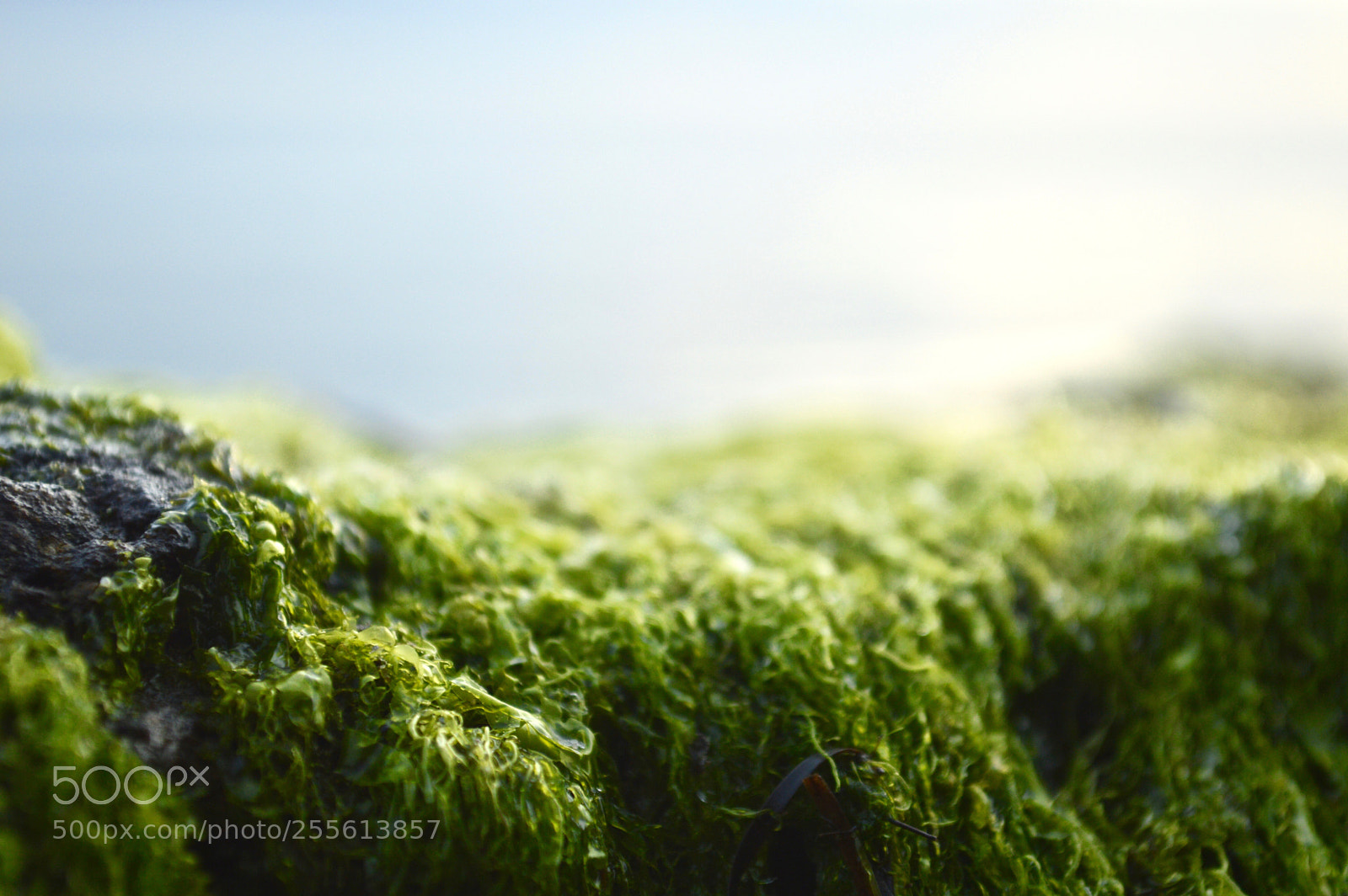 Nikon D3200 sample photo. Algae ii photography