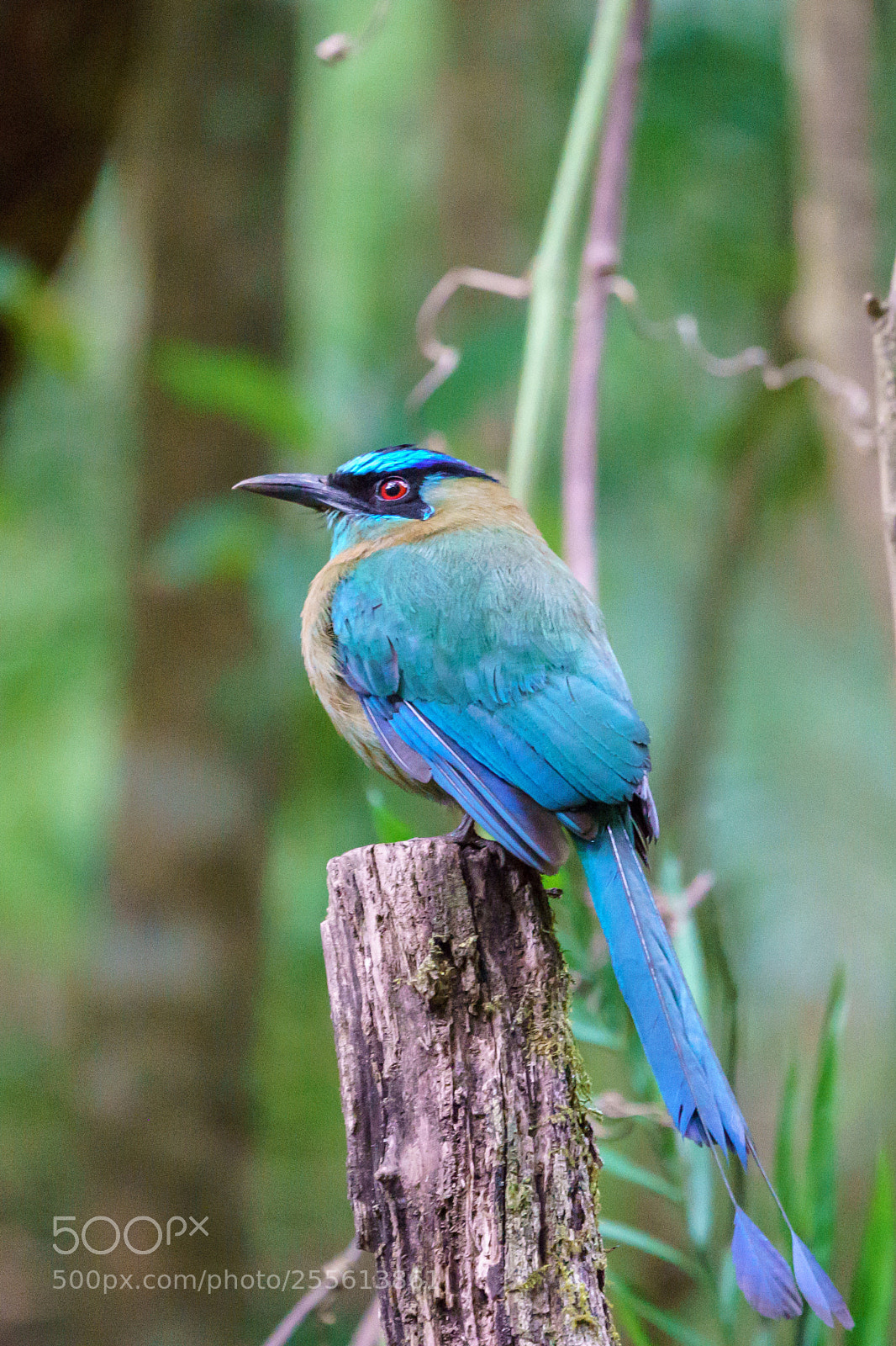 Sony a9 sample photo. Exotic motmots in monteverde photography