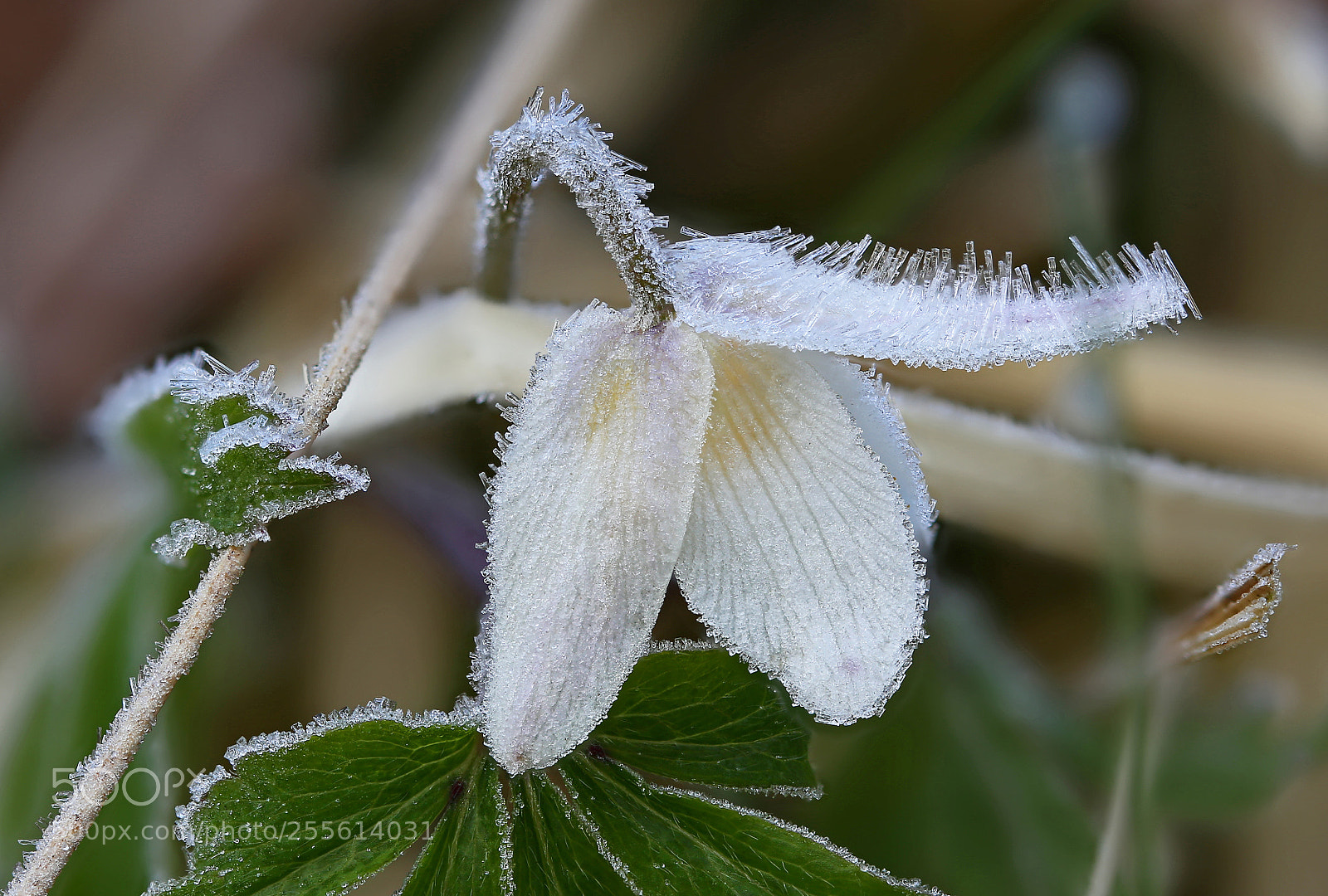 Canon EOS 6D sample photo. Frosted photography