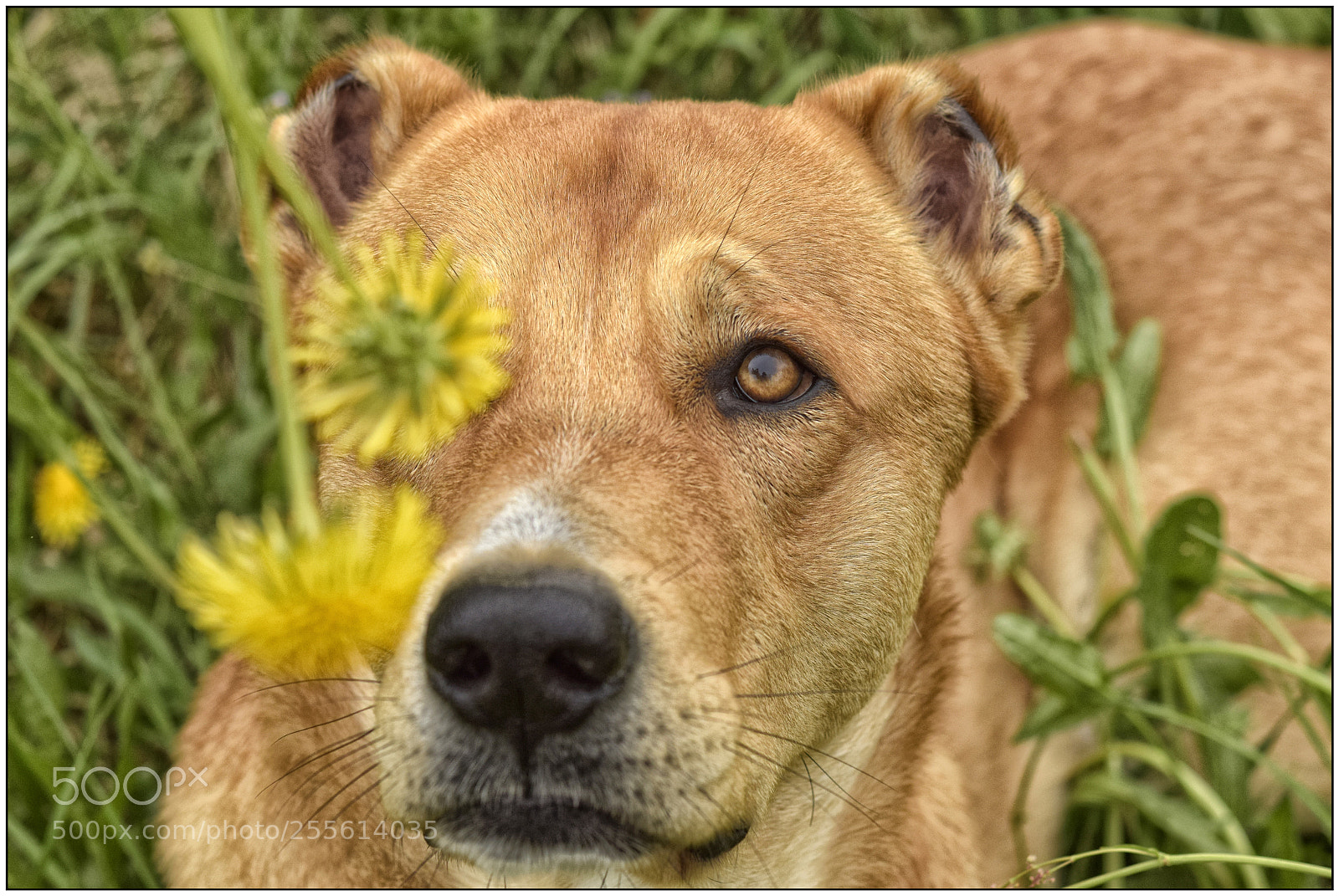 Nikon D3300 sample photo. The best vivo in photography