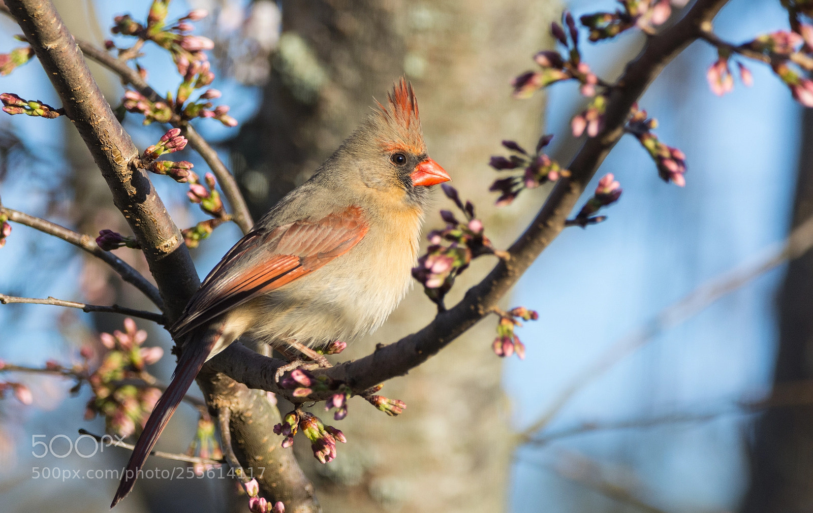 Nikon D5200 sample photo. Female northern cardinal in photography