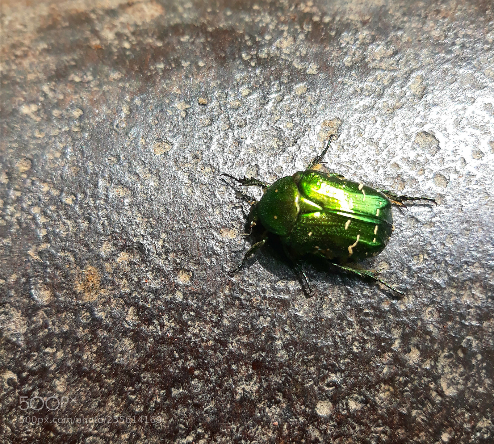 Samsung Galaxy J5 sample photo. The beatle photography