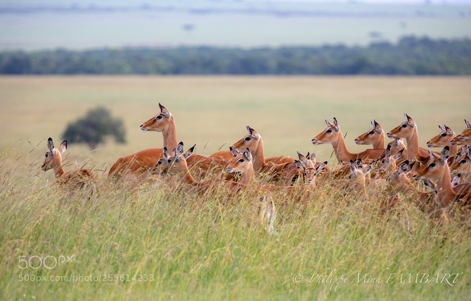 Canon EOS 5D Mark IV sample photo. Female impala at masai photography