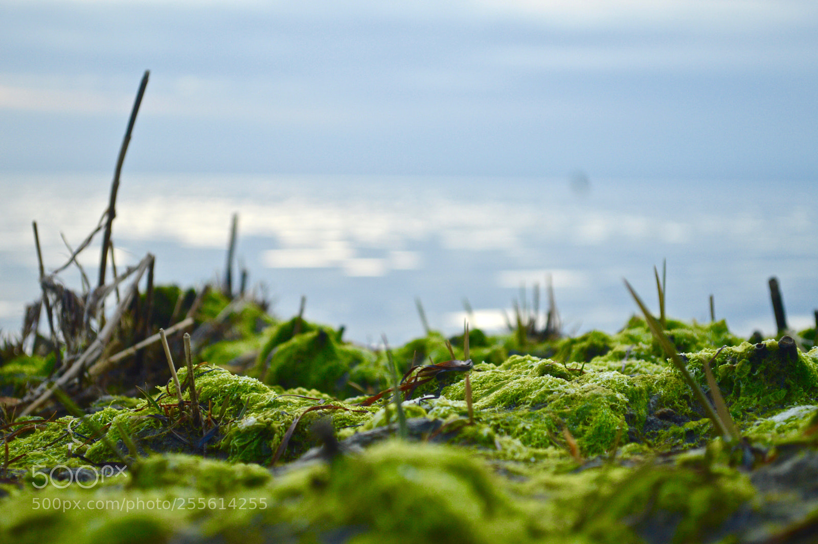 Nikon D3200 sample photo. Algae iv photography