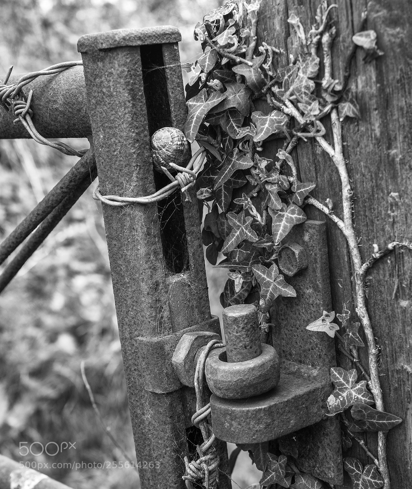 Olympus OM-D E-M1 Mark II sample photo. Rusty gate photography