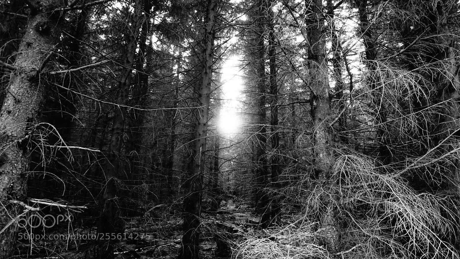 Sony a6000 sample photo. Forest - national park photography