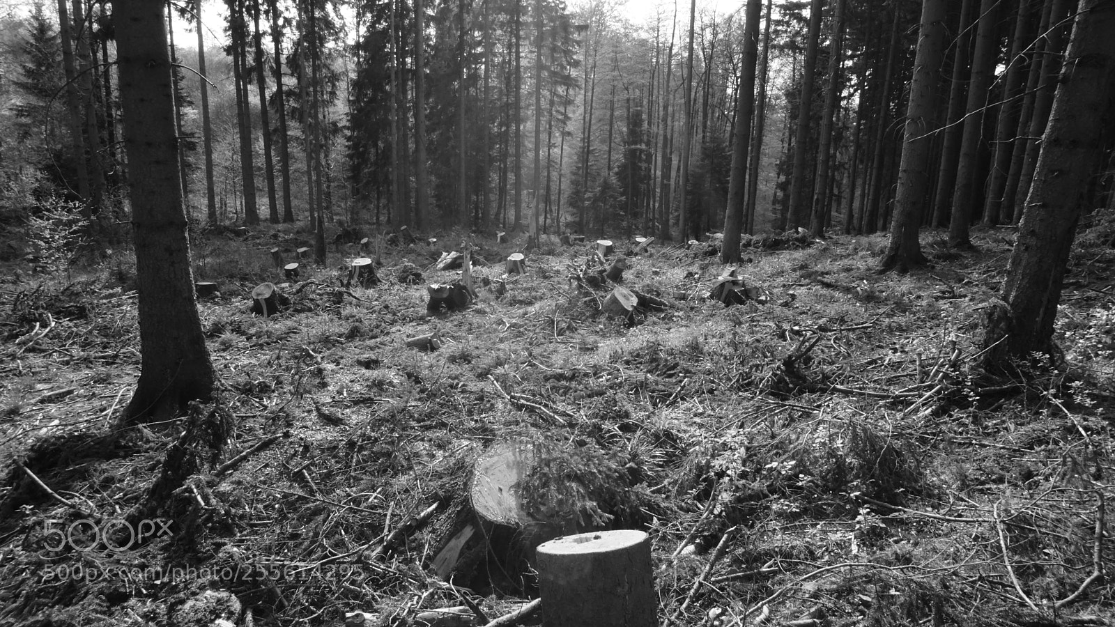 Sony a6000 sample photo. Deforestation - national park photography