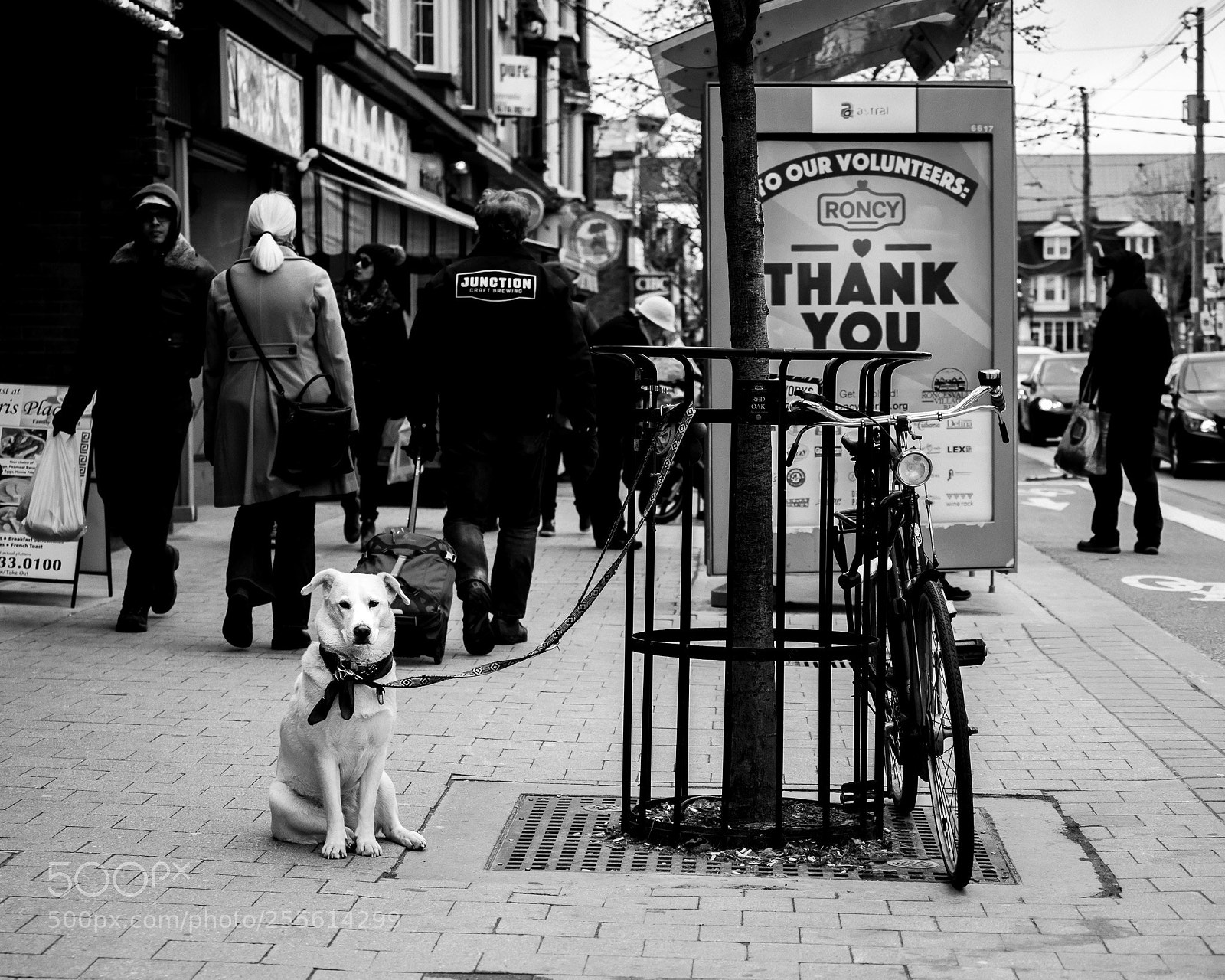 Olympus OM-D E-M1 Mark II sample photo. Takesadogtoraiseavillage photography