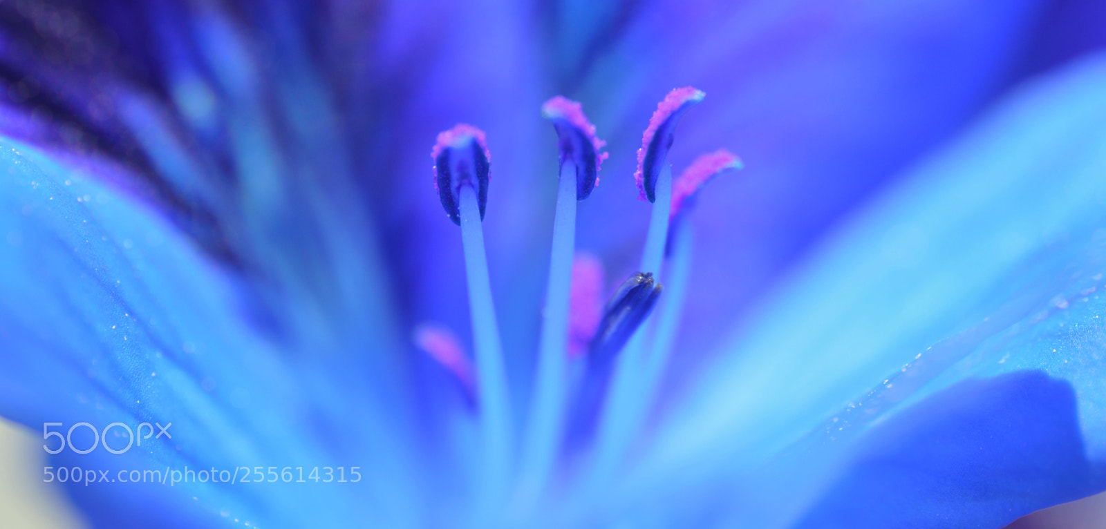 Nikon D3200 sample photo. Macro d a hermoso photography