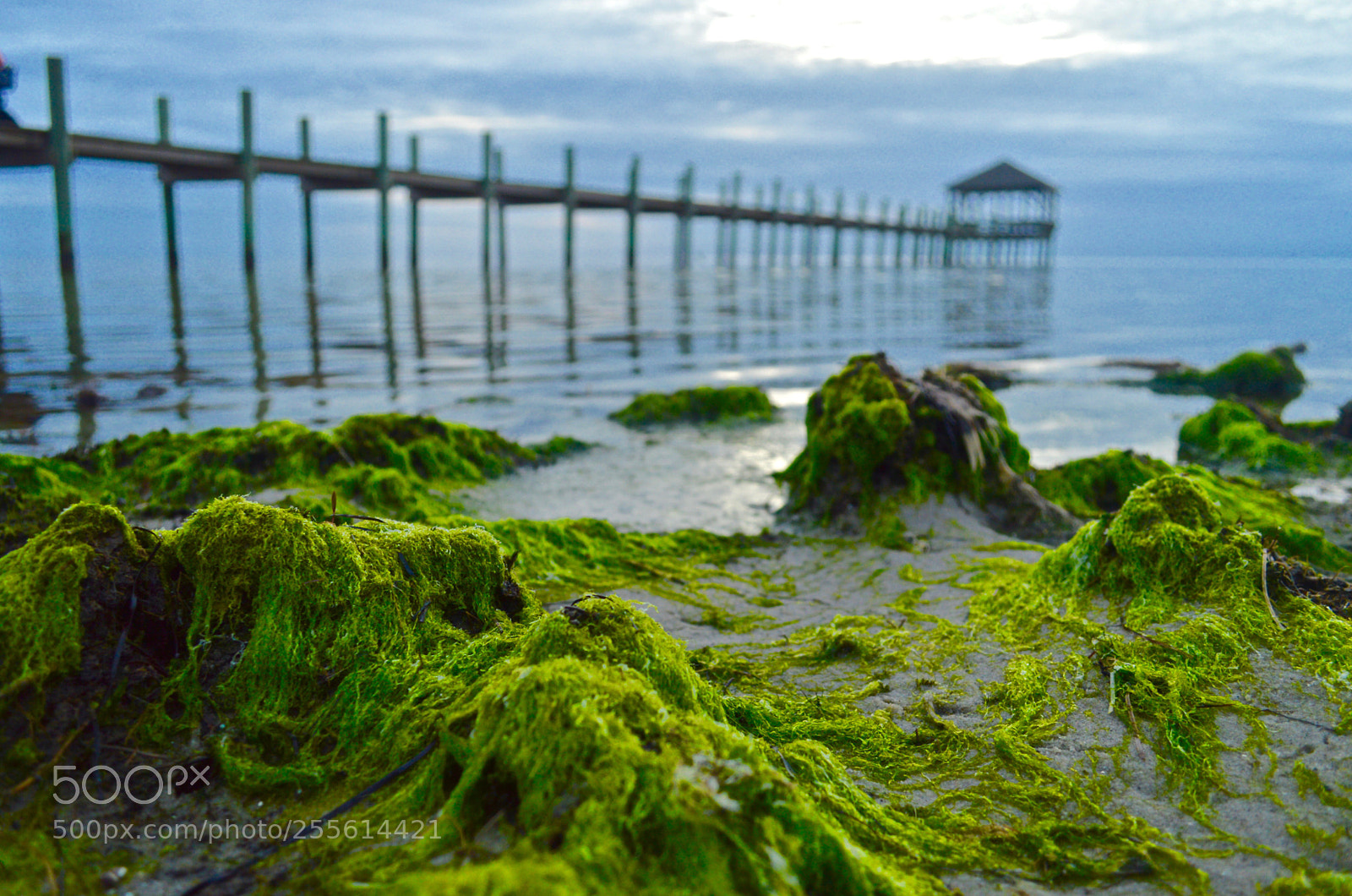 Nikon D3200 sample photo. Algae v photography