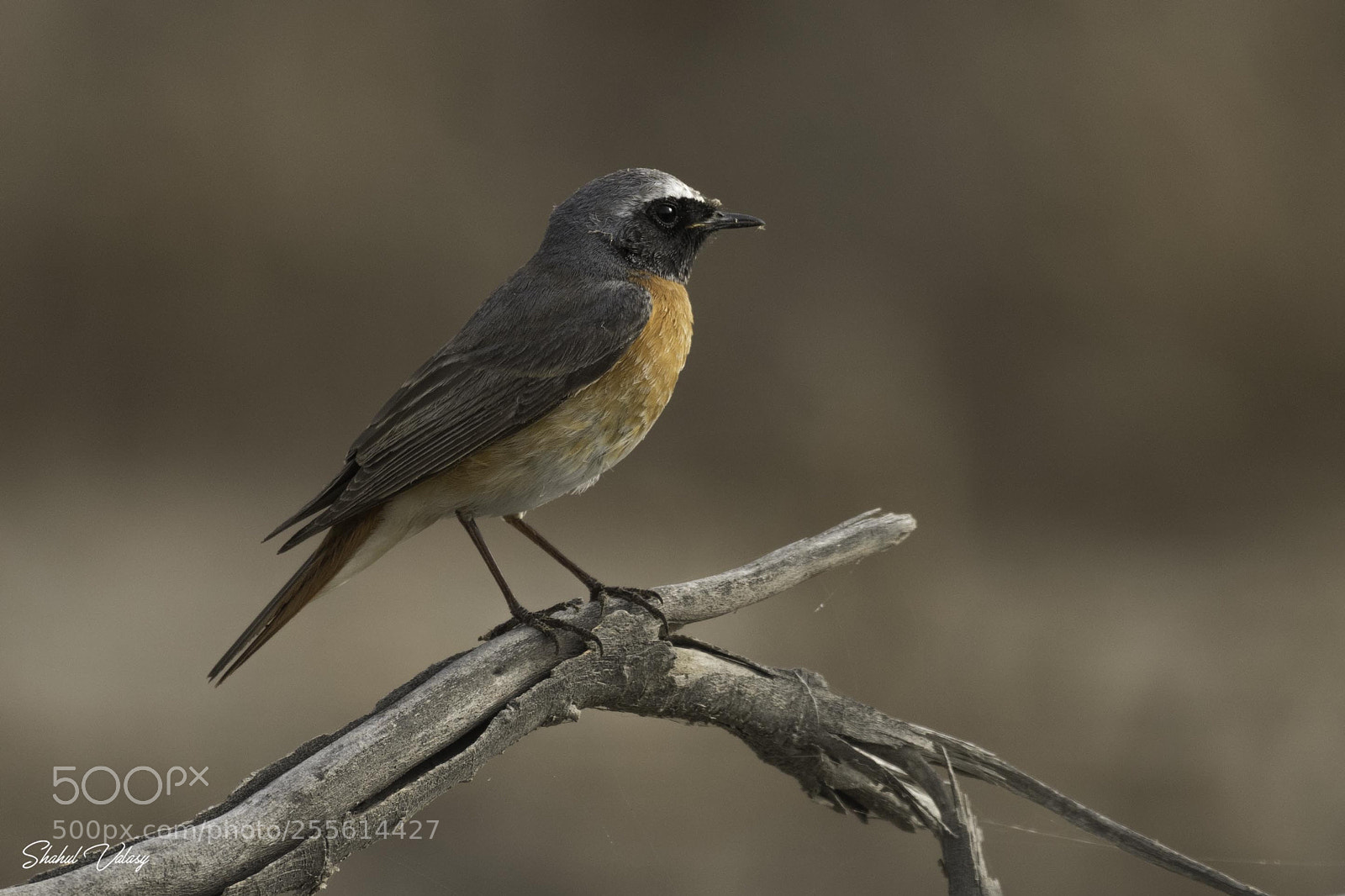 Nikon D500 sample photo. Common redstart photography