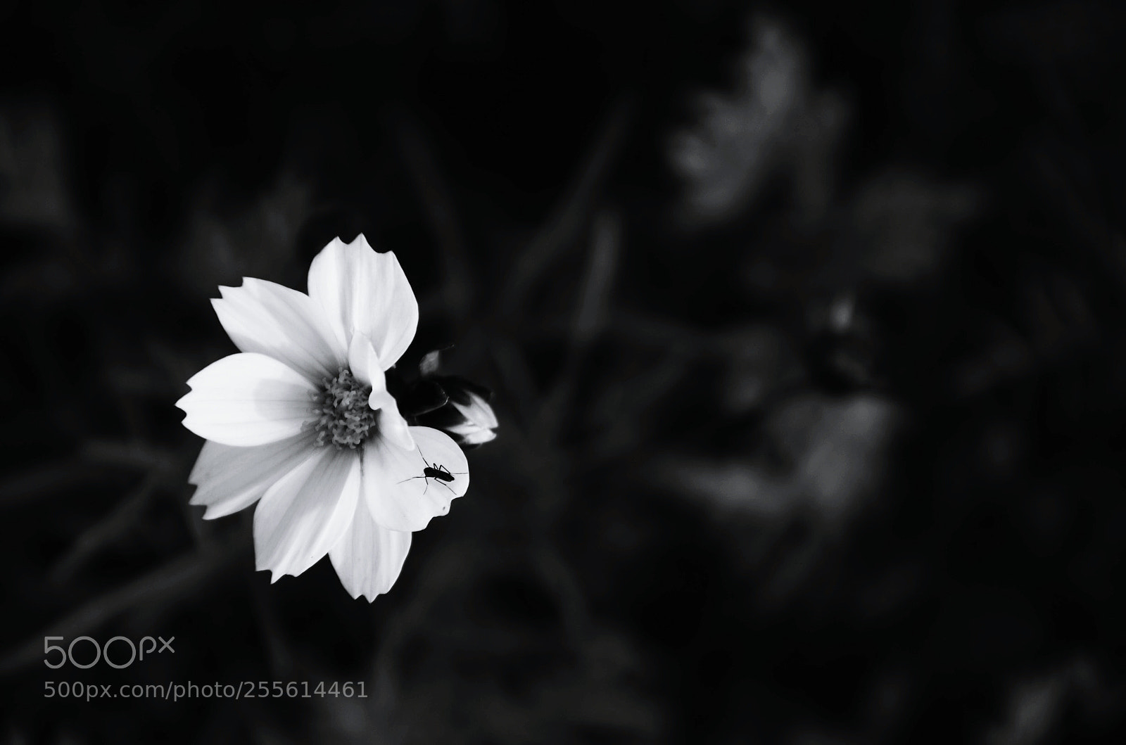 Nikon D7000 sample photo. Untitled photography