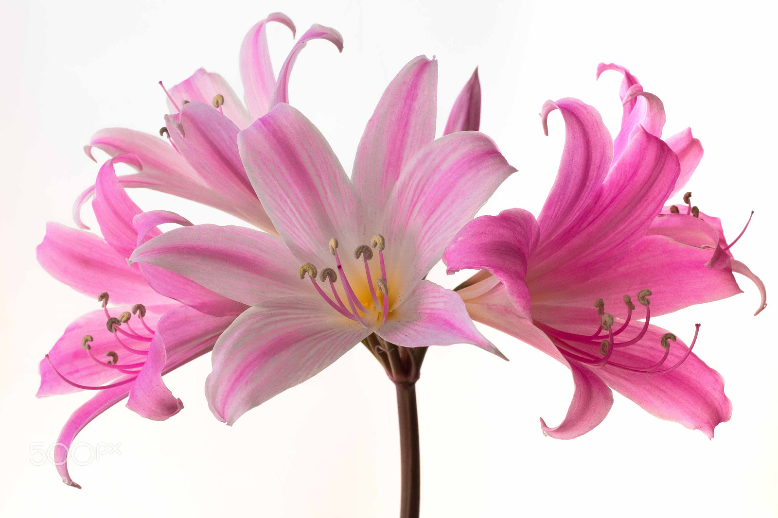 Fujifilm X100F sample photo. St joseph lily photography
