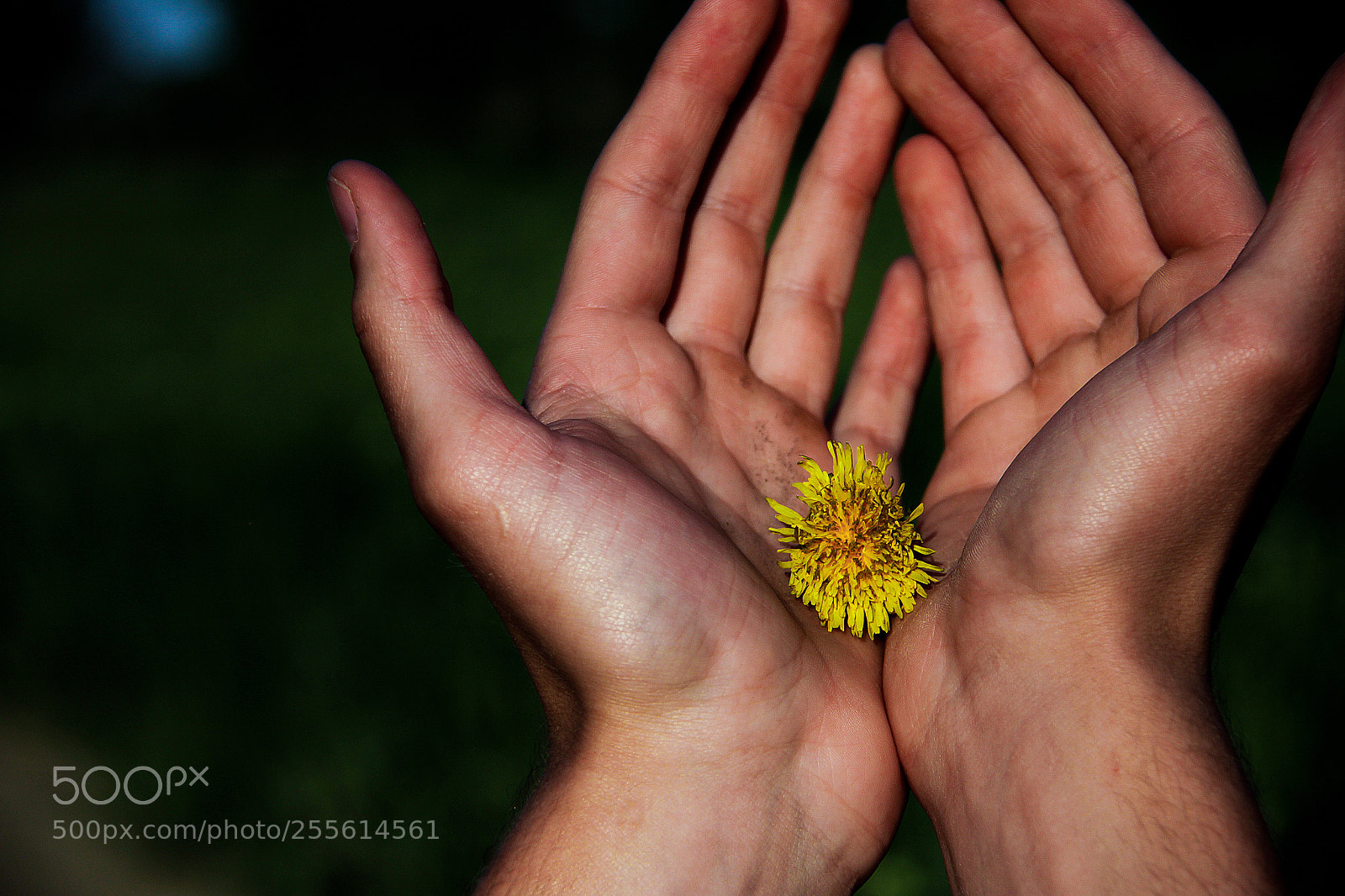 Canon EOS 50D sample photo. G i f t photography