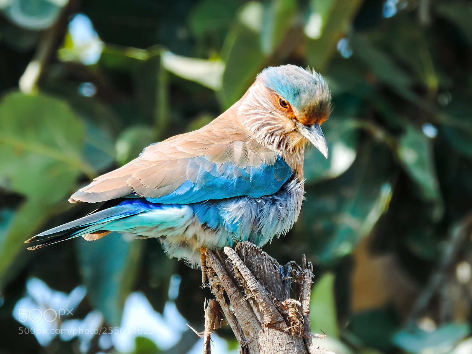 Nikon Coolpix P520 sample photo. Indian roller photography