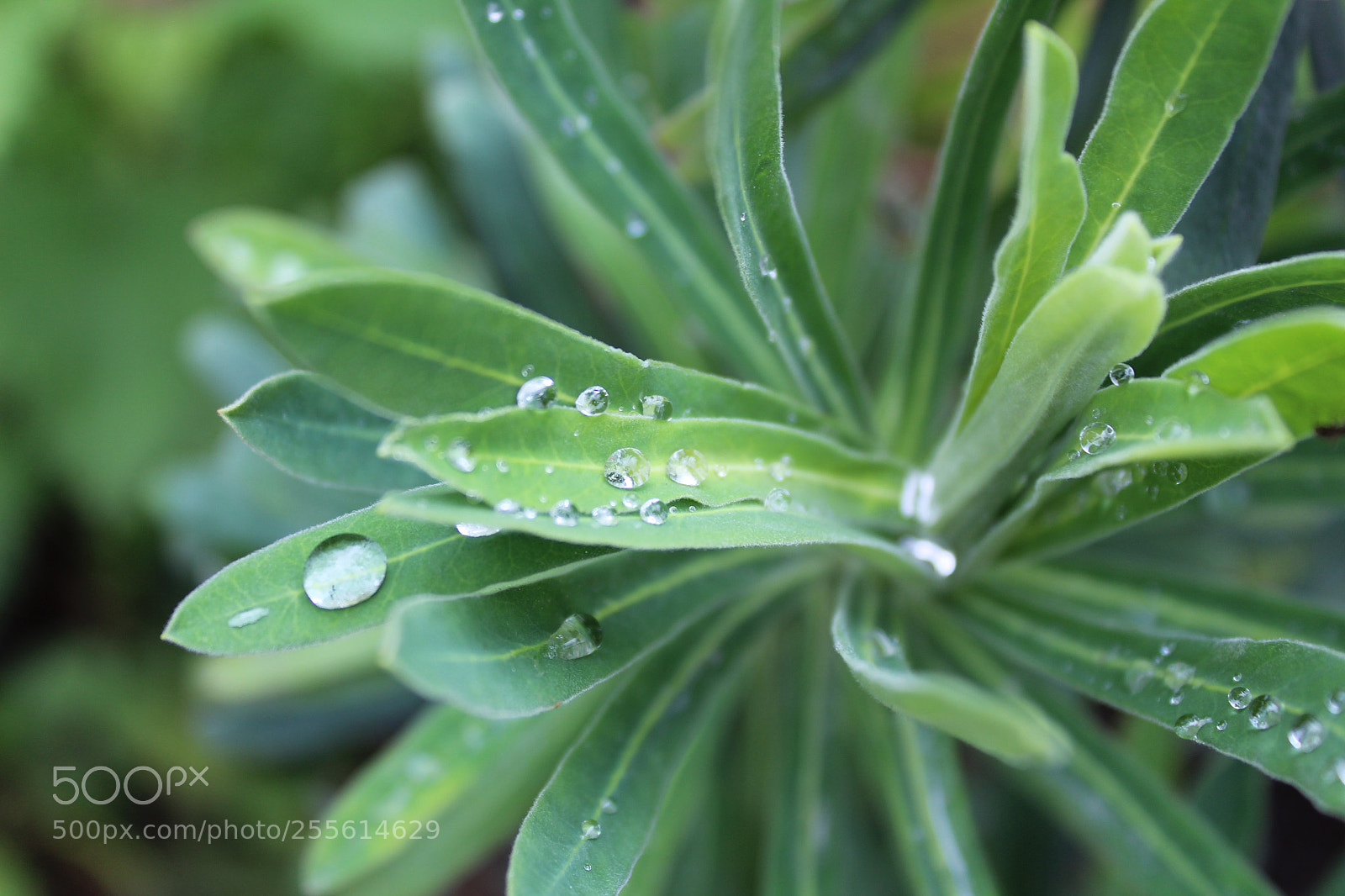 Canon EOS 1300D (EOS Rebel T6 / EOS Kiss X80) sample photo. Dew drops jaws stops photography