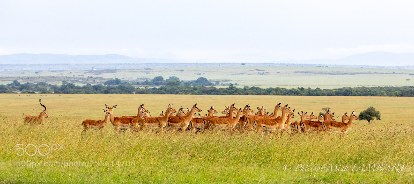 Canon EOS 5D Mark IV sample photo. Female impala at masai photography