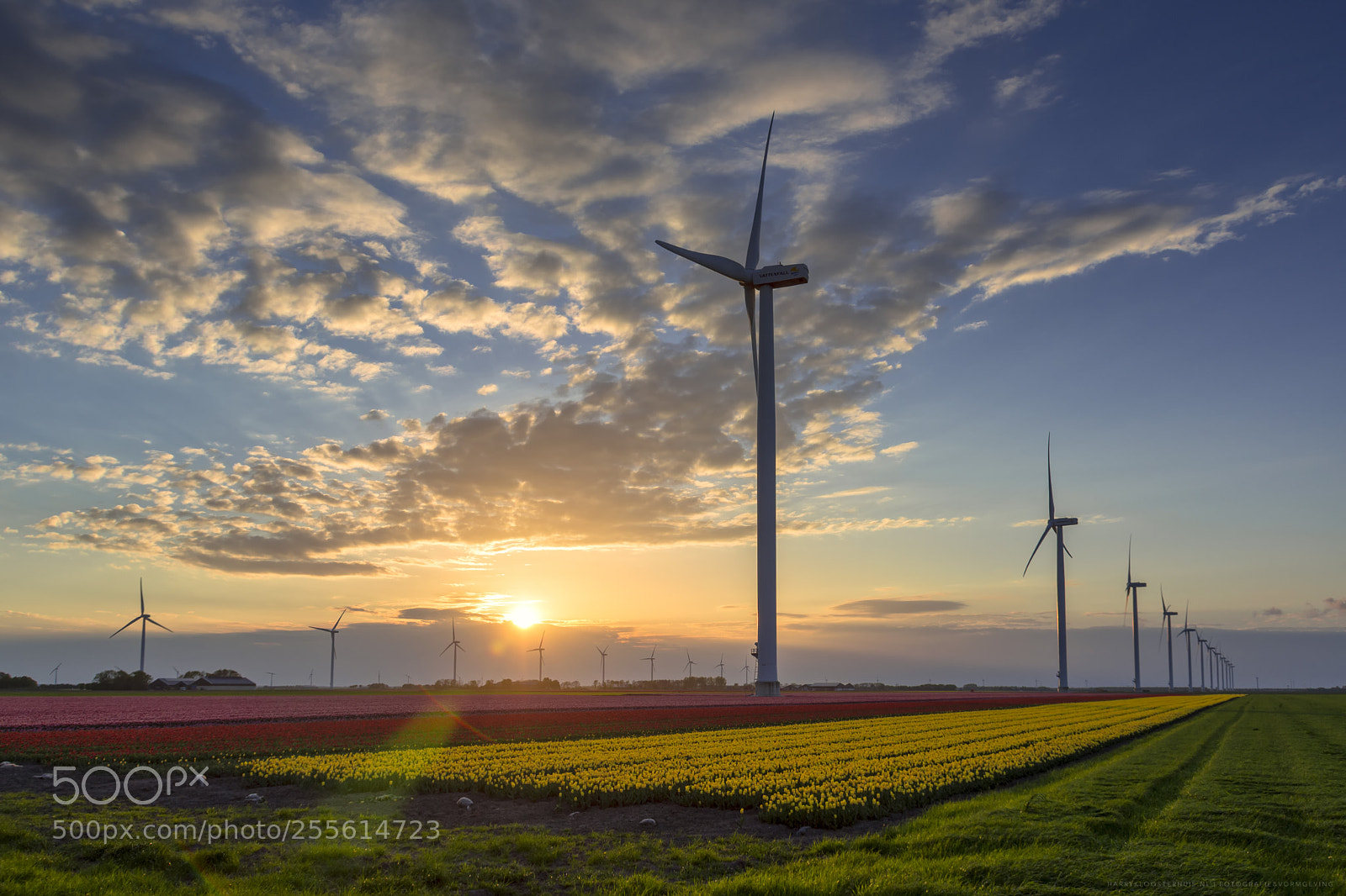 Nikon D7200 sample photo. Dutch tulip sunset photography
