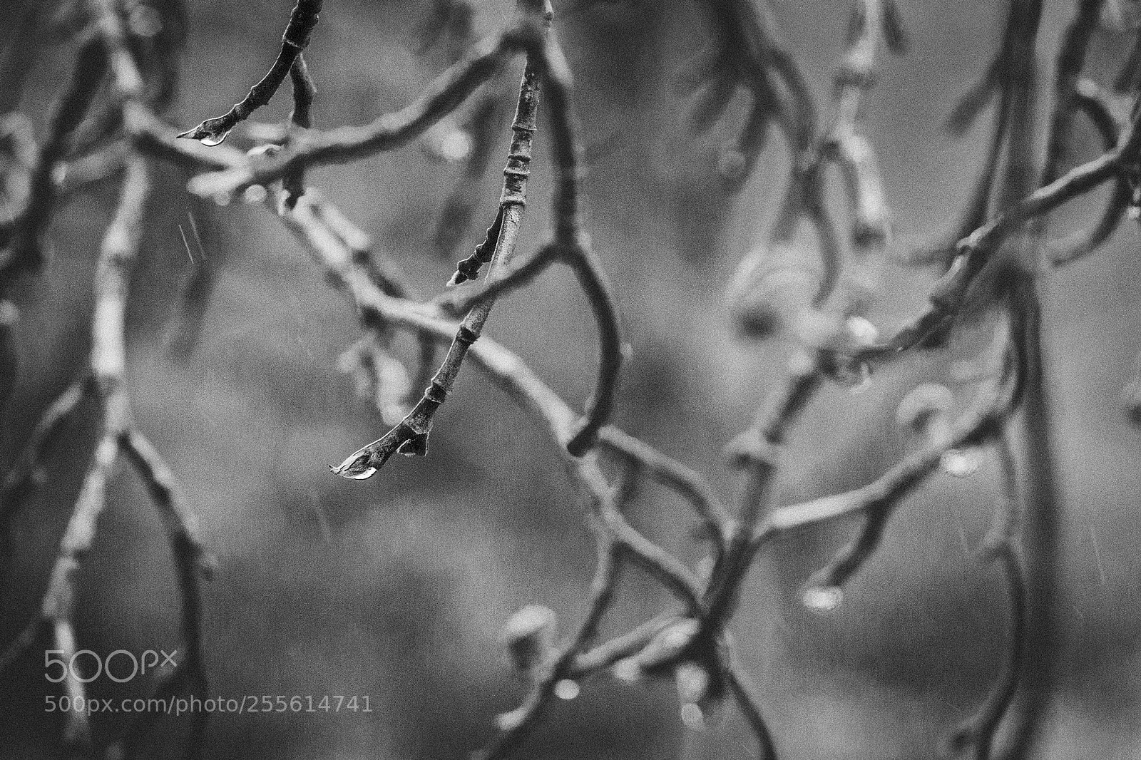 Canon EOS 70D sample photo. Buds in rain photography