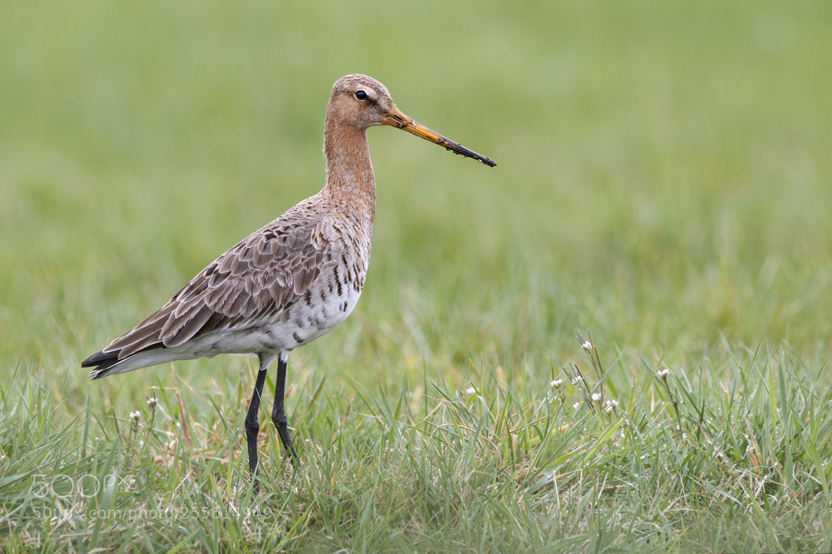 Canon EOS 7D Mark II sample photo. Black-tailed godwit photography