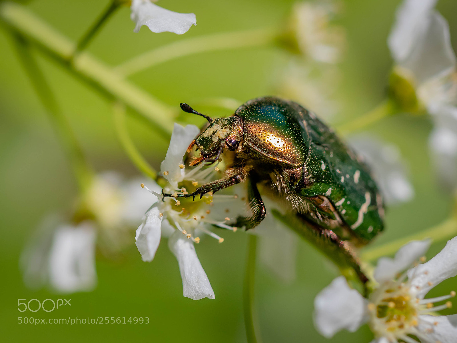 Canon EOS 80D sample photo. Beetle - käfer photography