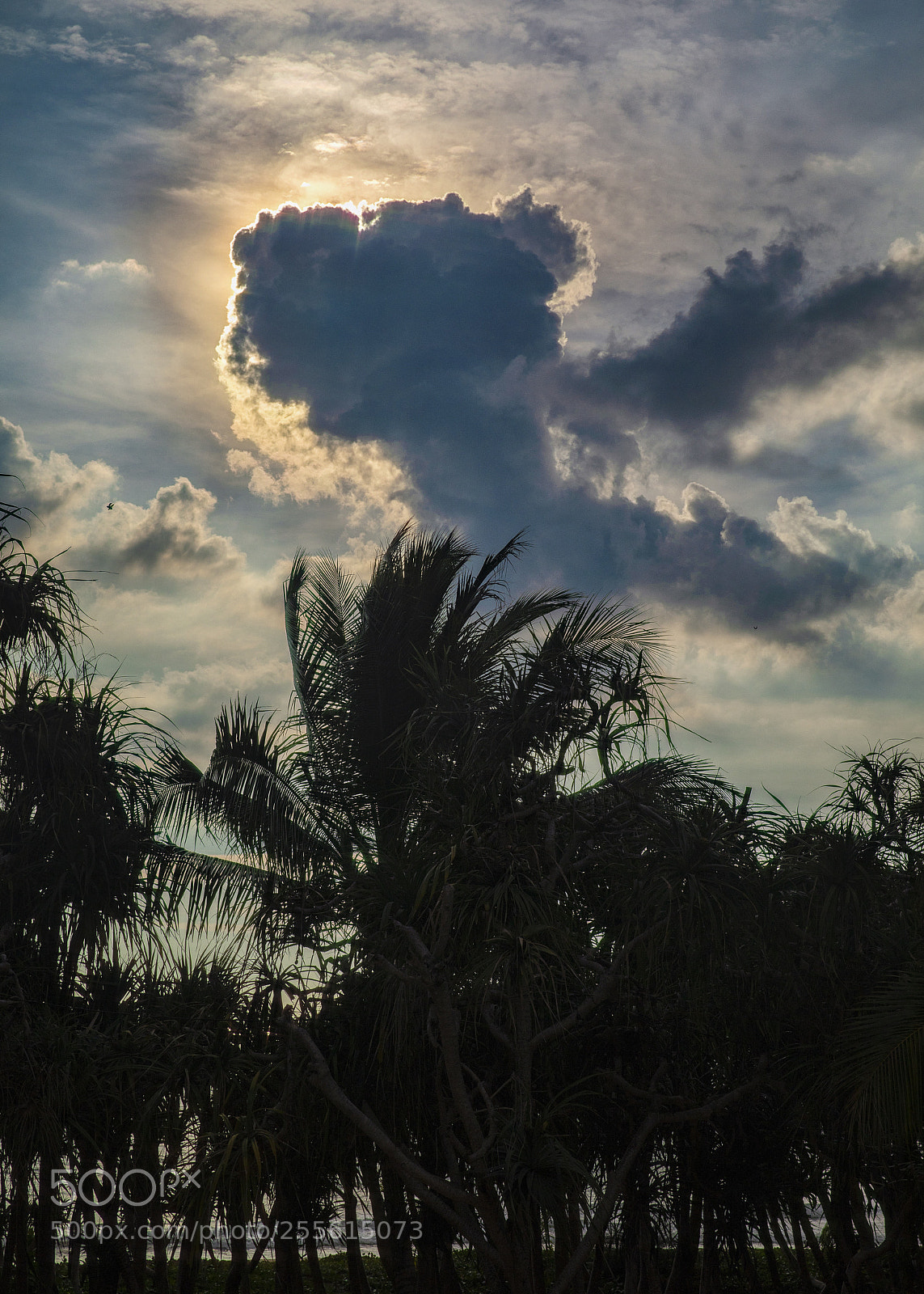 Canon EOS 5D Mark IV sample photo. Untitled photography