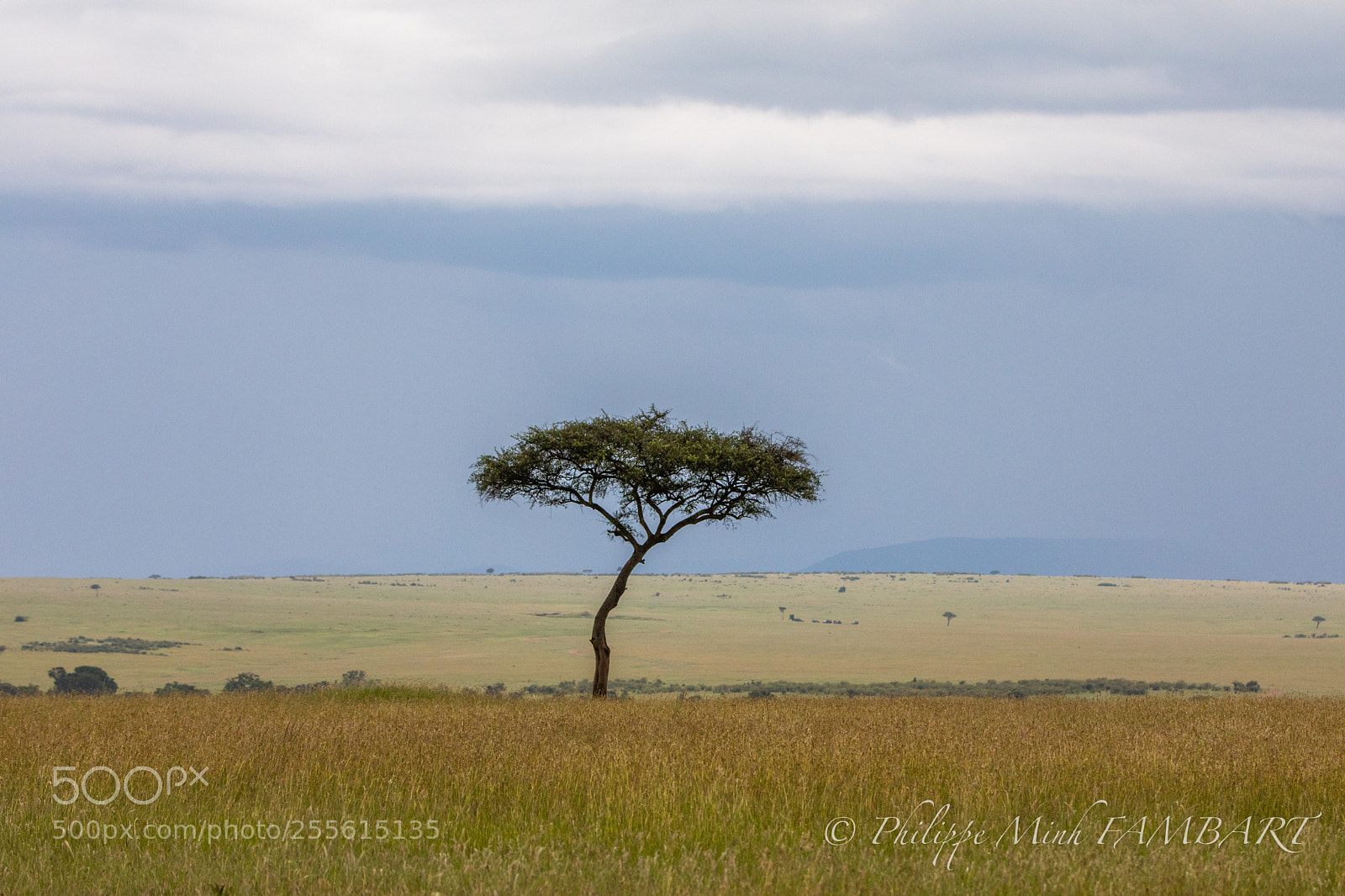 Canon EOS 5D Mark IV sample photo. Tree at masai mara photography
