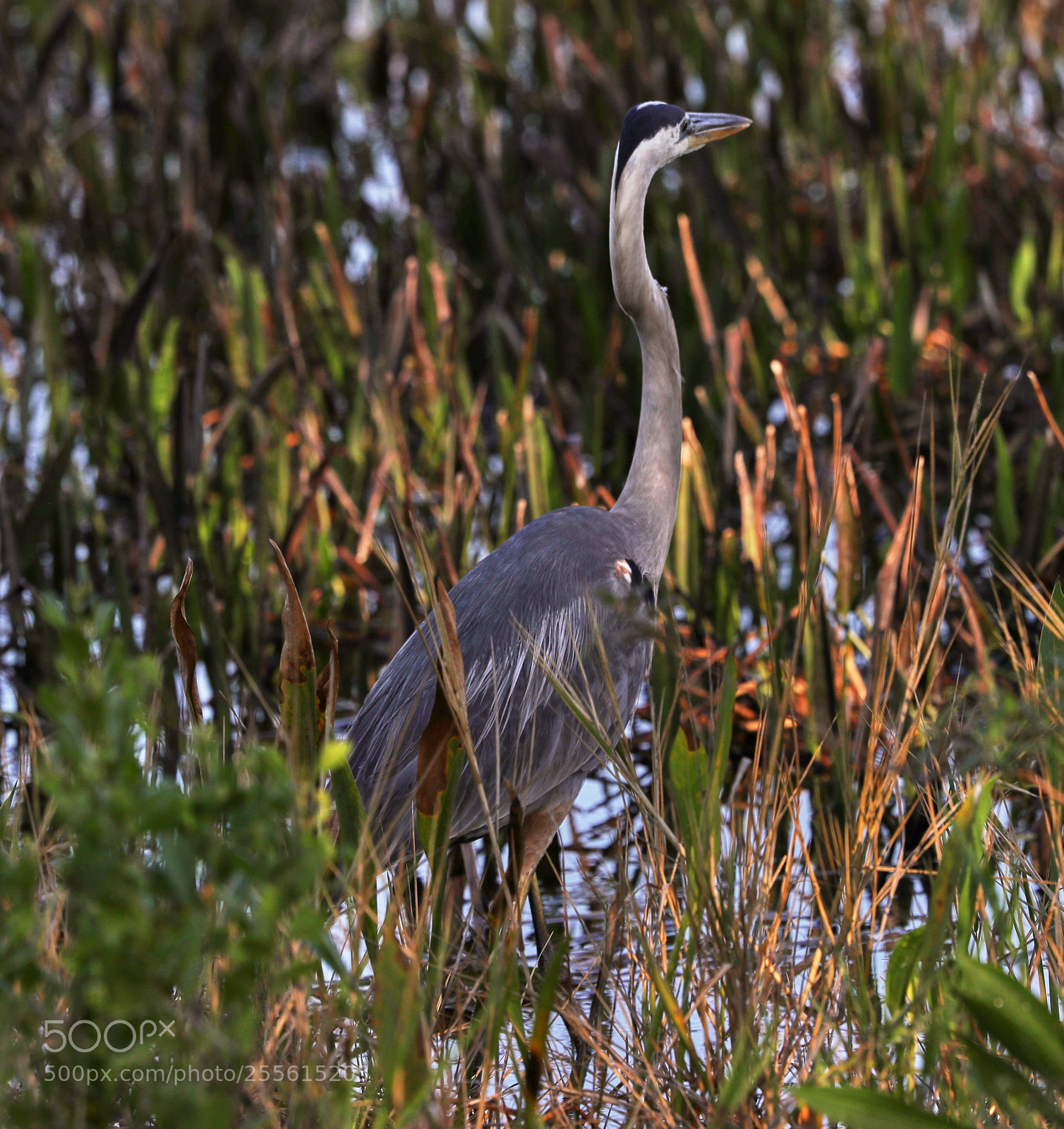 Canon EOS-1D X Mark II sample photo. 04-28-18-0015006.jpg photography