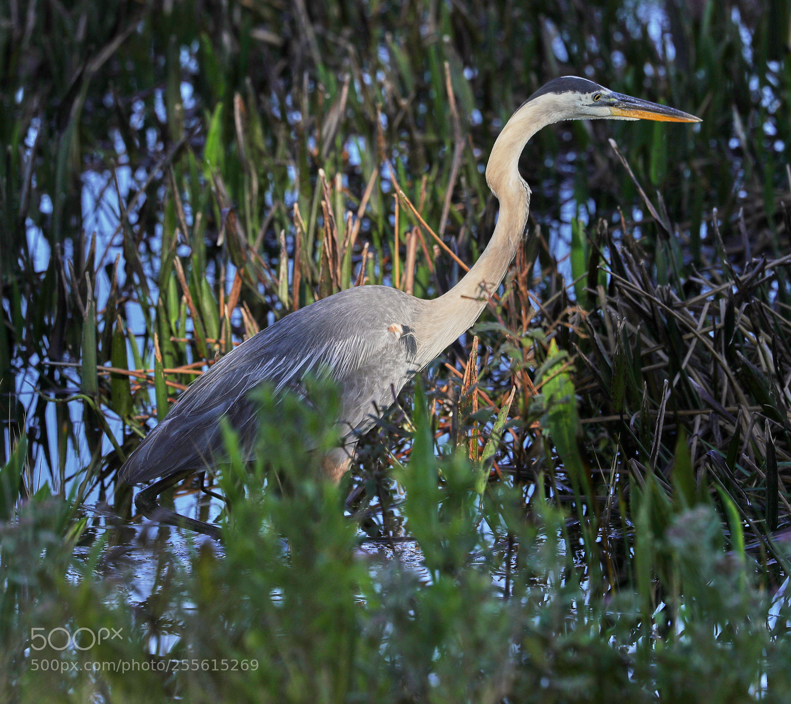 Canon EOS-1D X Mark II sample photo. 04-28-18-0015004.jpg photography