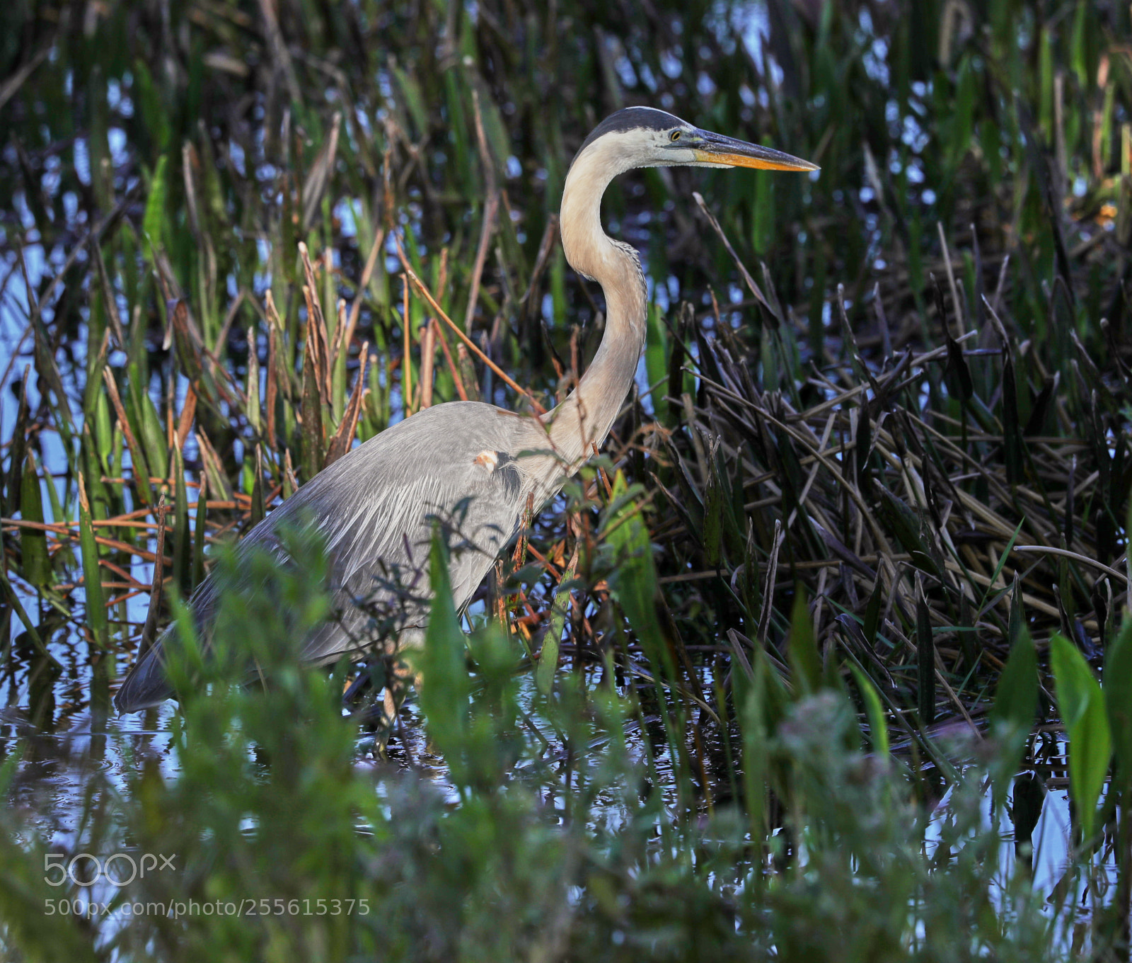 Canon EOS-1D X Mark II sample photo. 04-28-18-0015003.jpg photography