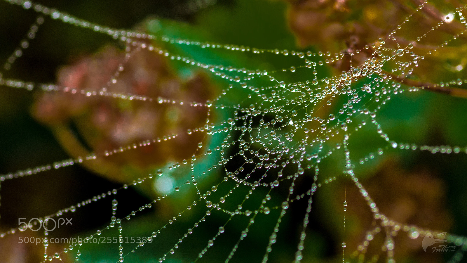 Canon EOS 700D (EOS Rebel T5i / EOS Kiss X7i) sample photo. Spiderweb photography