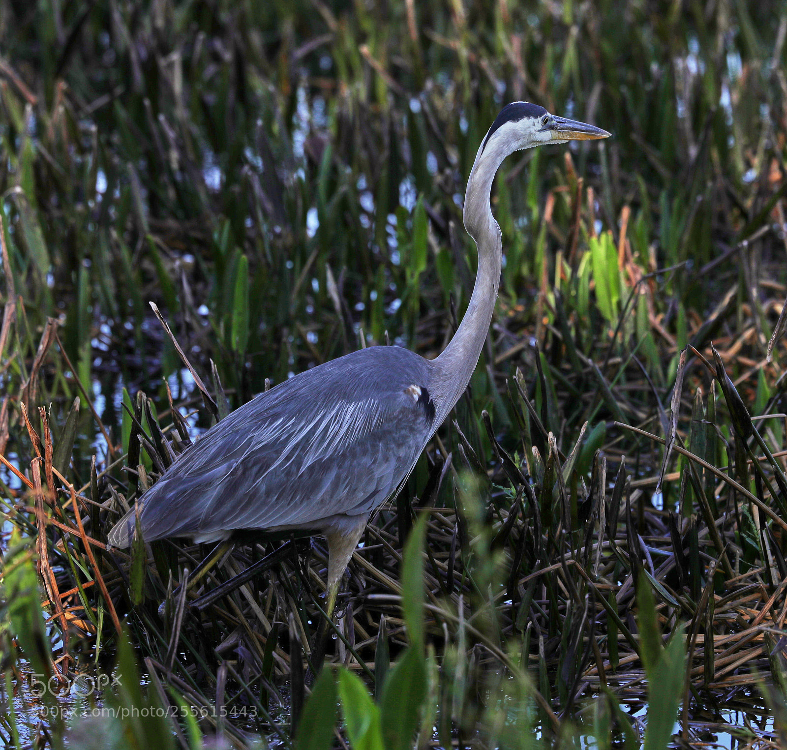 Canon EOS-1D X Mark II sample photo. 04-28-18-0015002.jpg photography