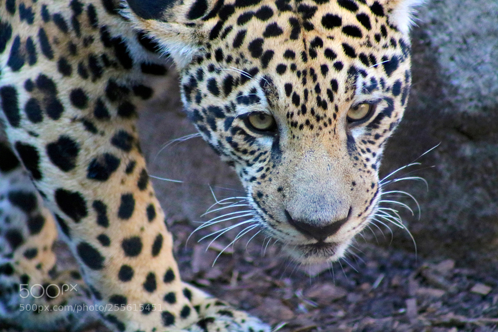 Canon EOS 750D (EOS Rebel T6i / EOS Kiss X8i) sample photo. Jaguar cub 6567 photography