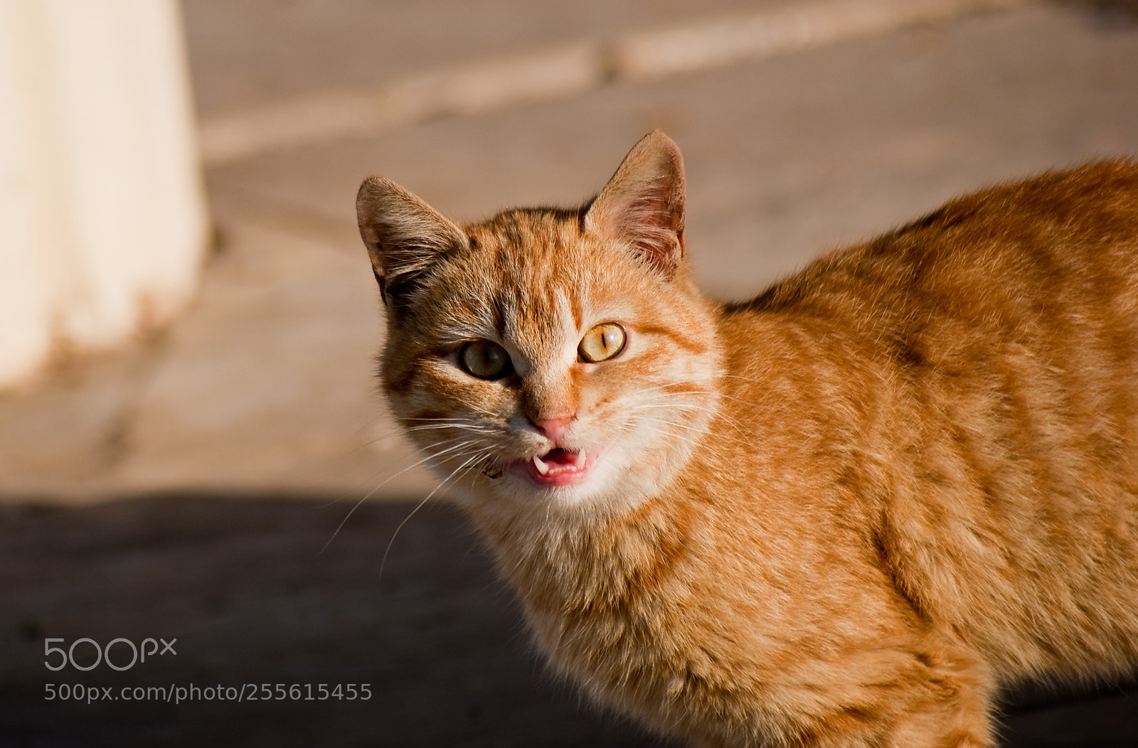 Sony Alpha DSLR-A200 sample photo. Aslan kedi - lion photography